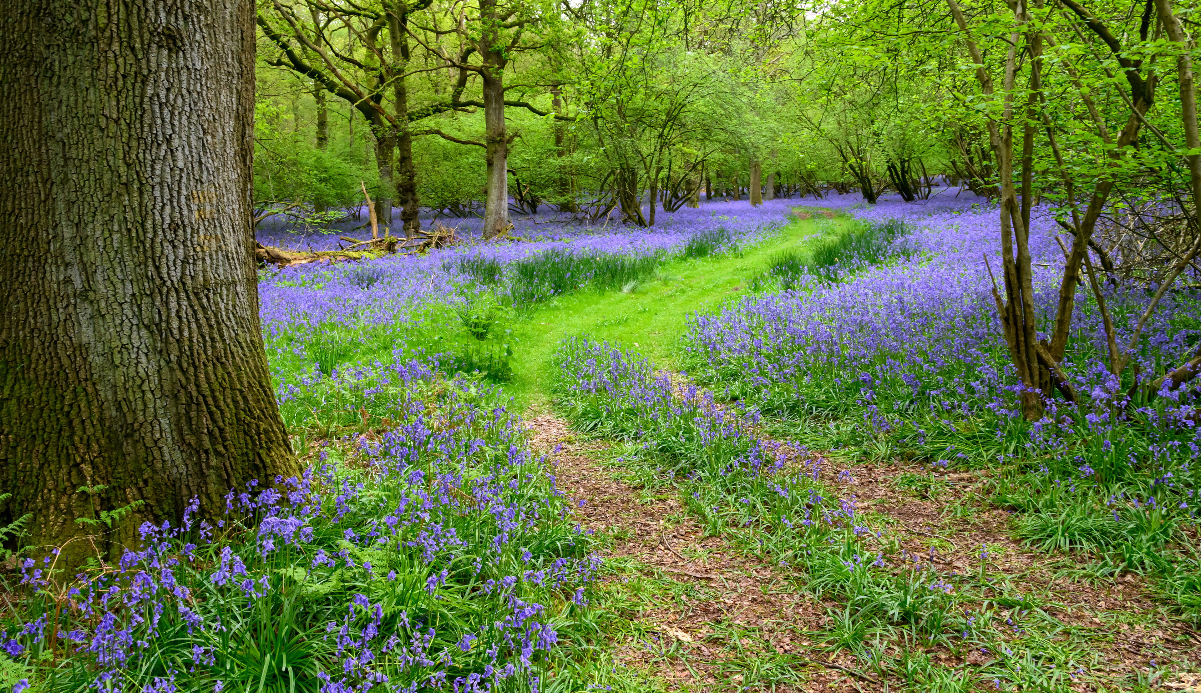 Blue Bells