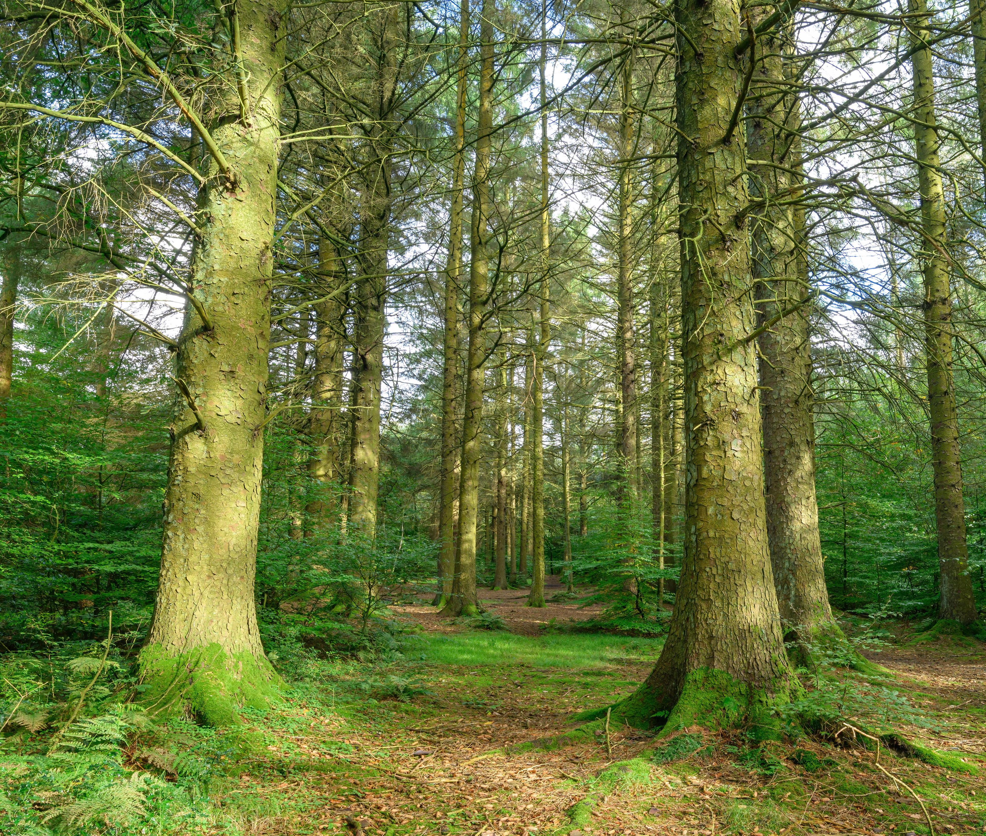 Woodland