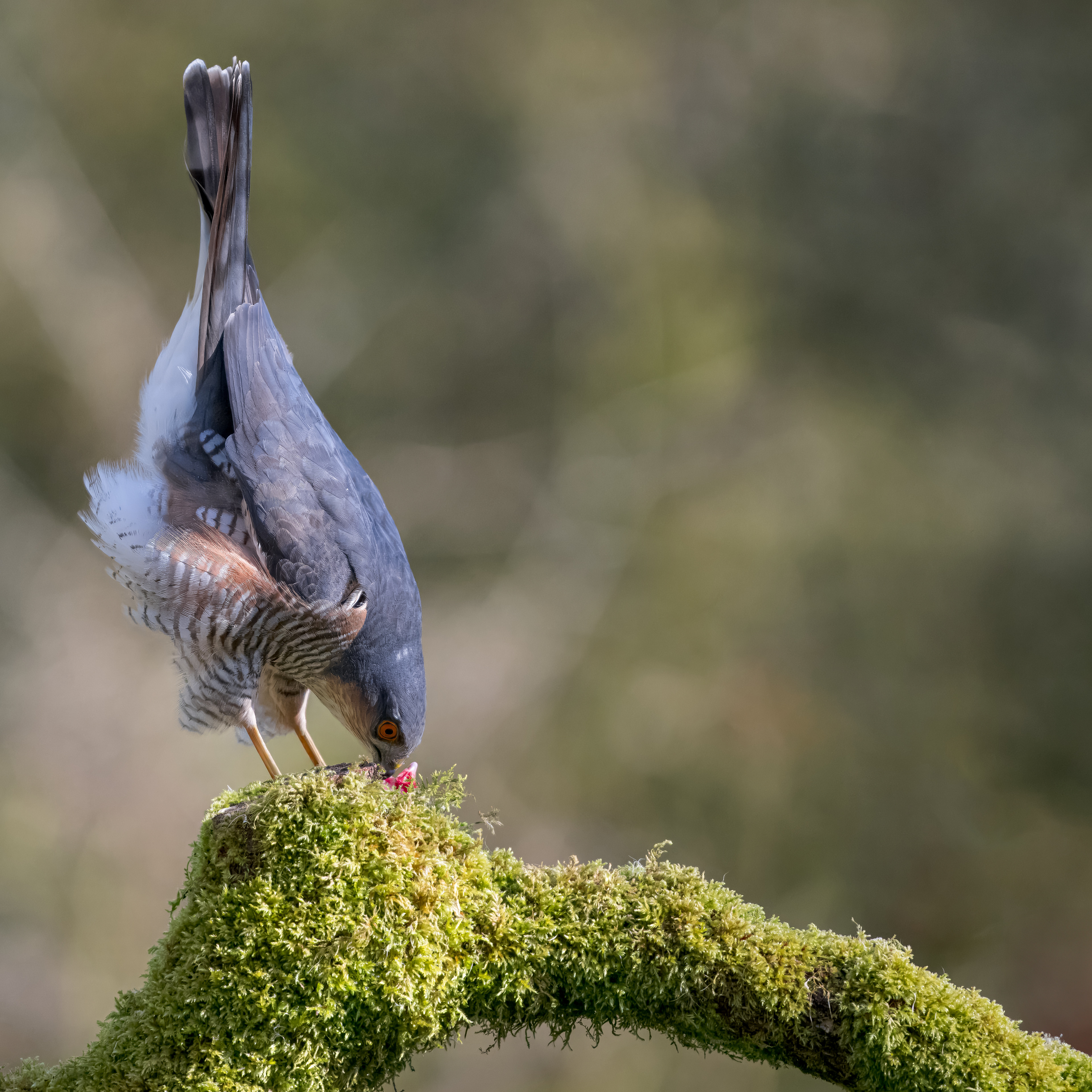Sparrow Hawk