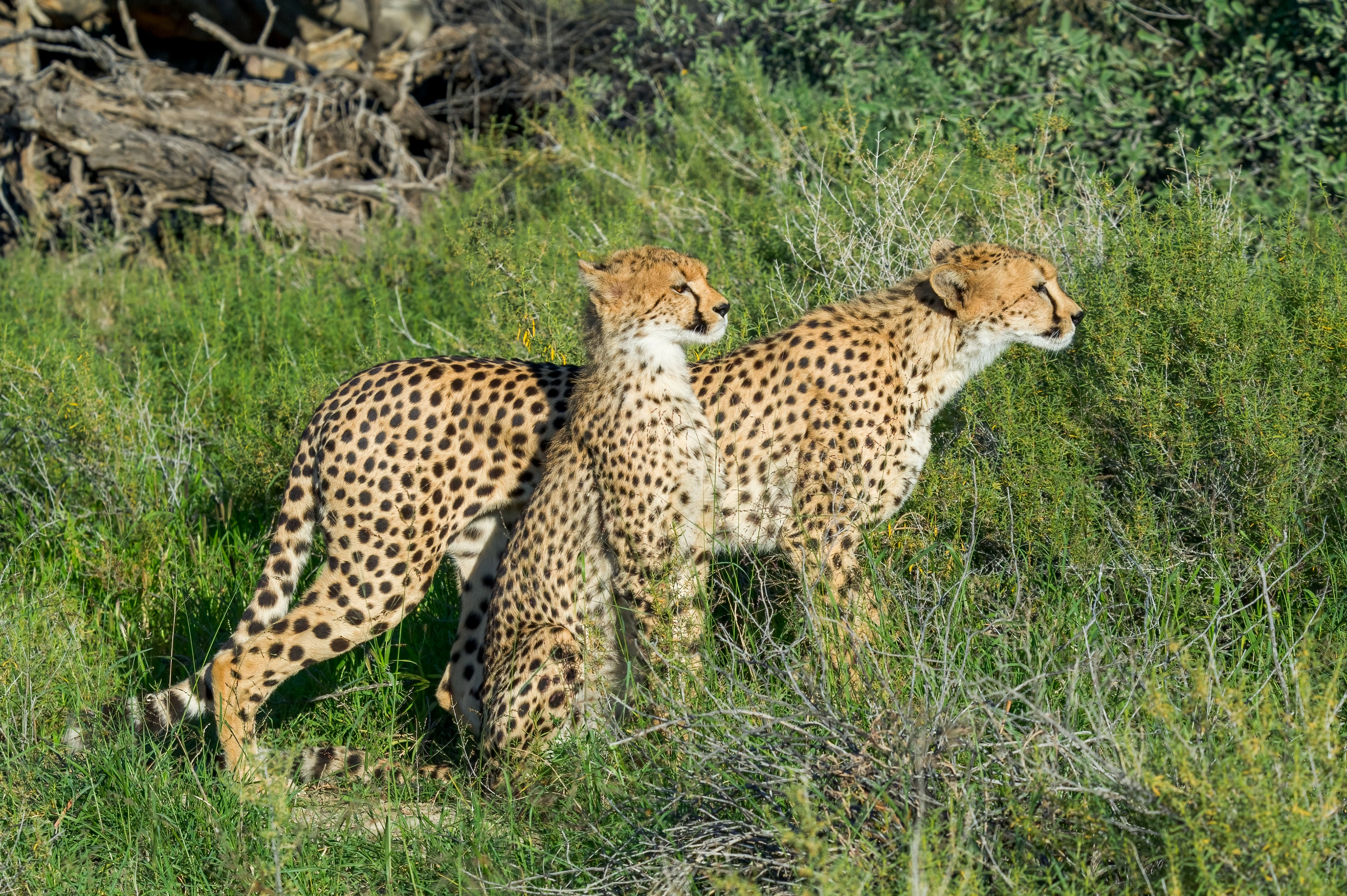Adult and a juvenille preparing for a kill