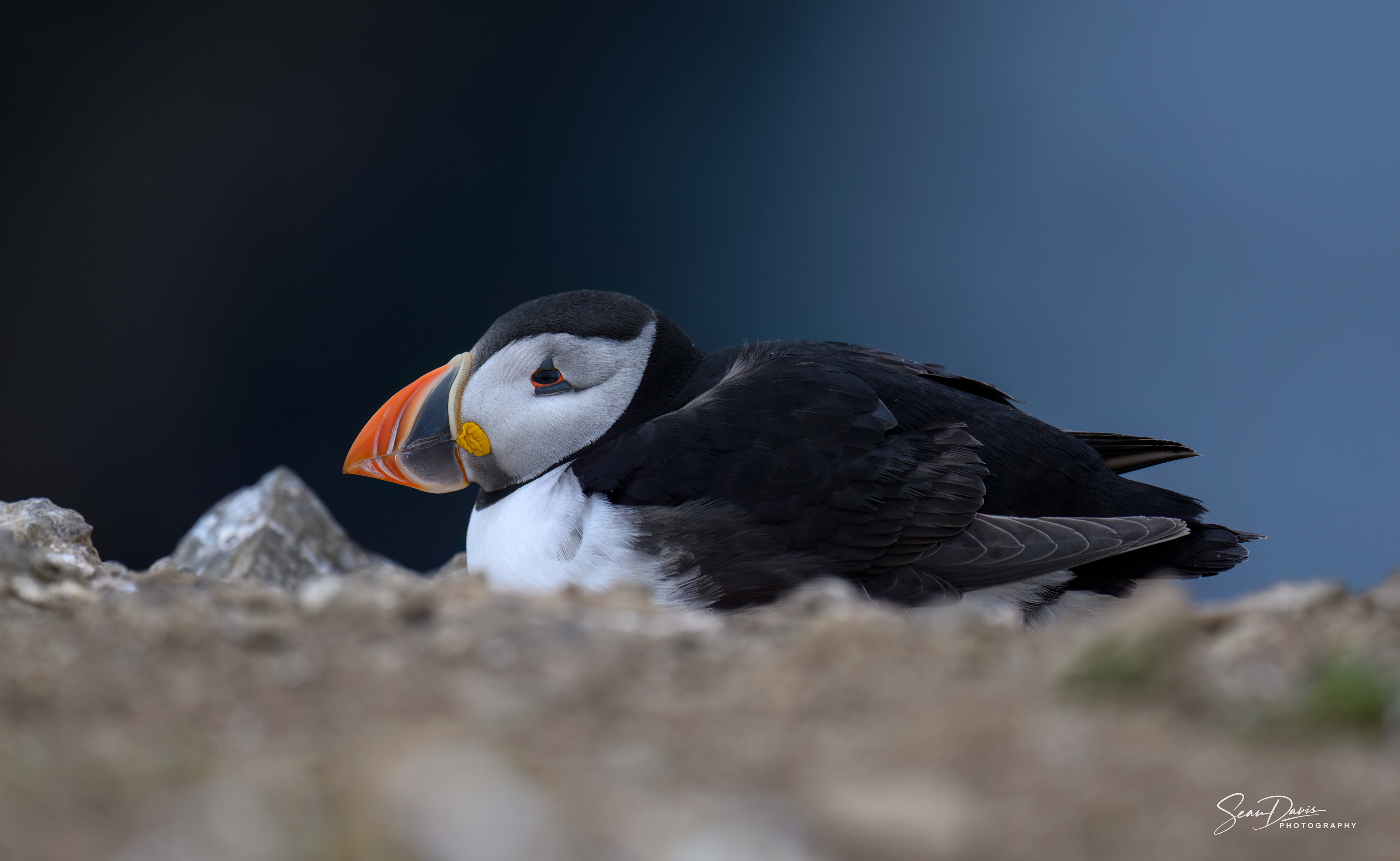 Puffin