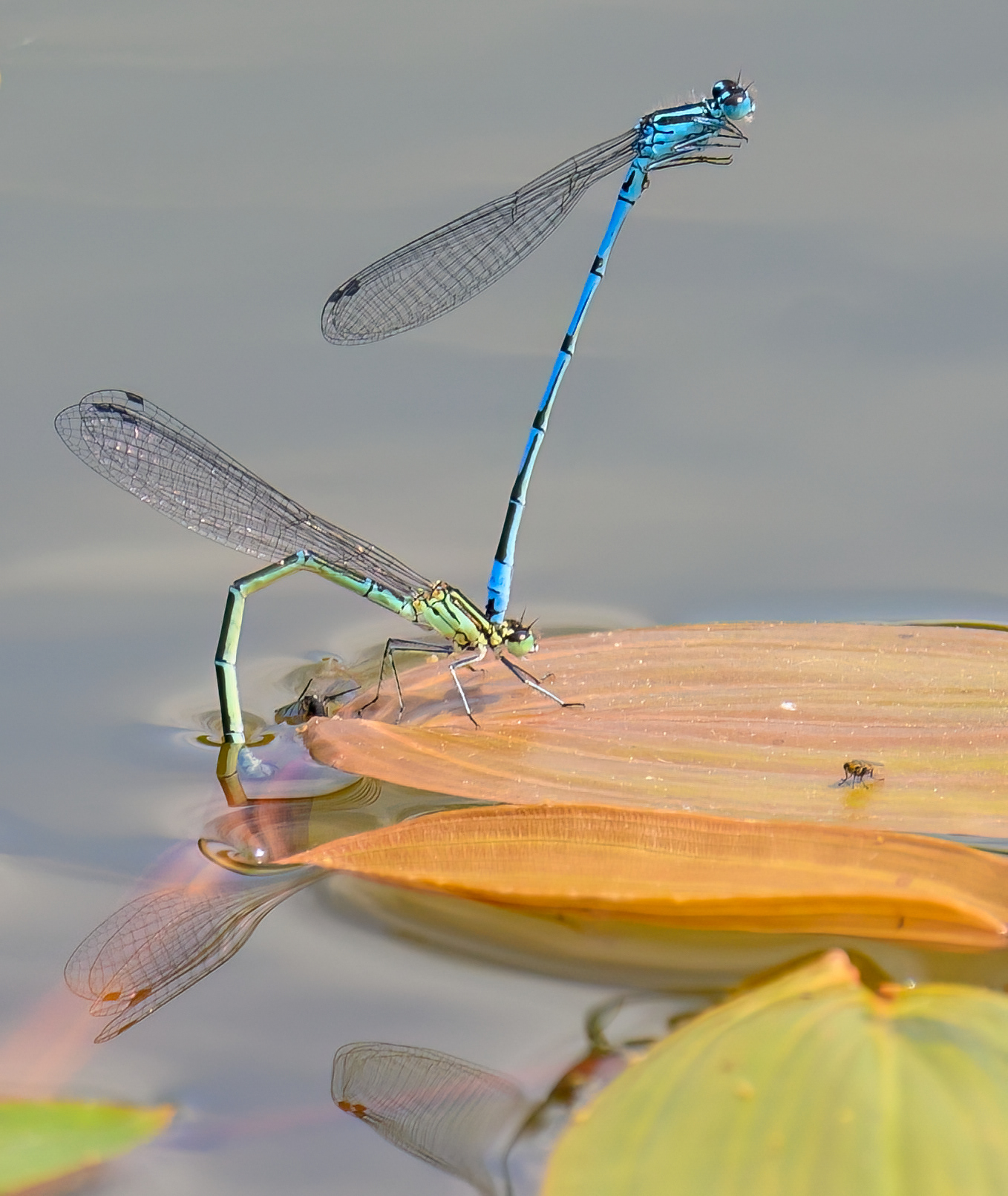 Azur Damselfly
