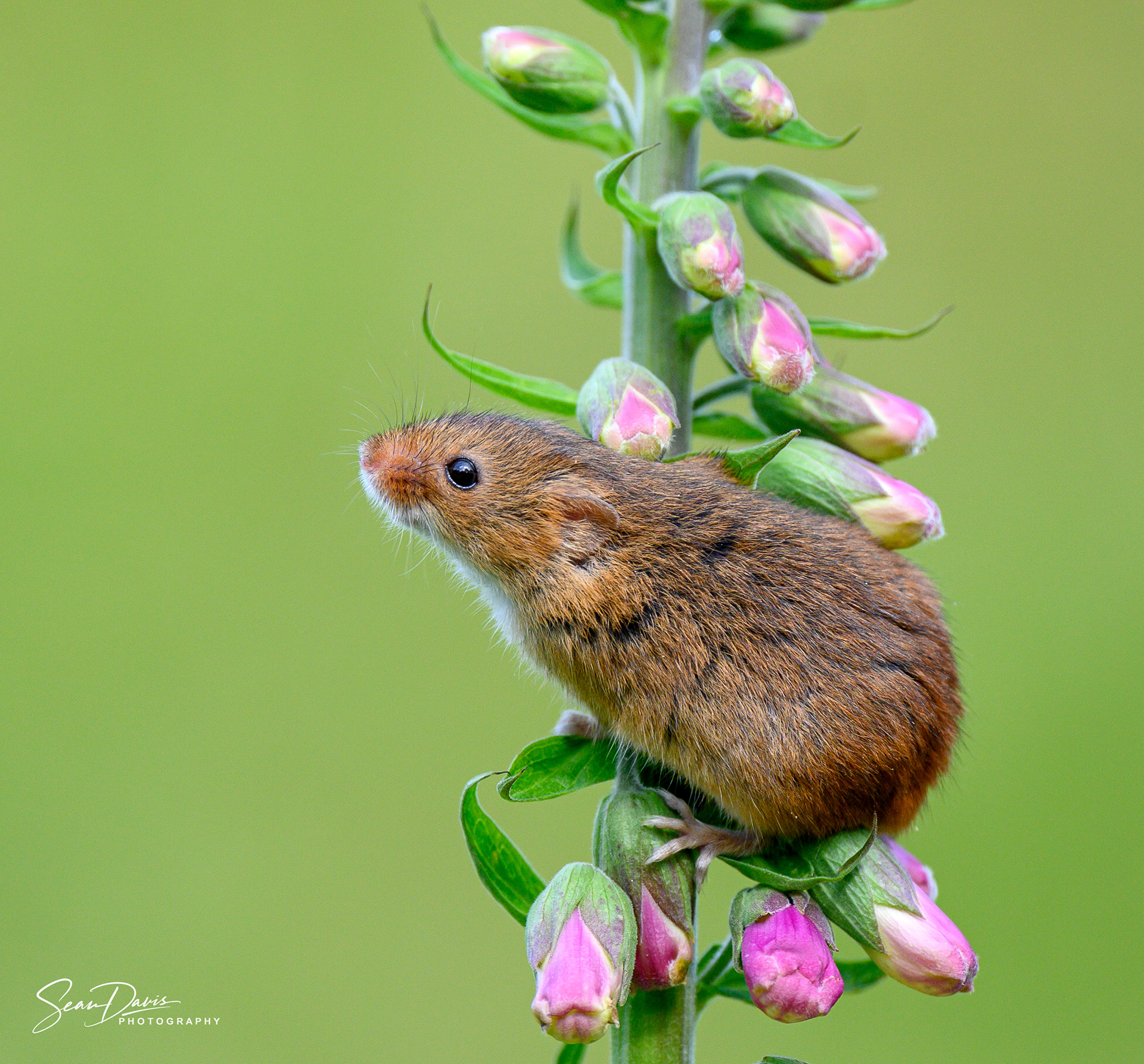 Harvest Mouse