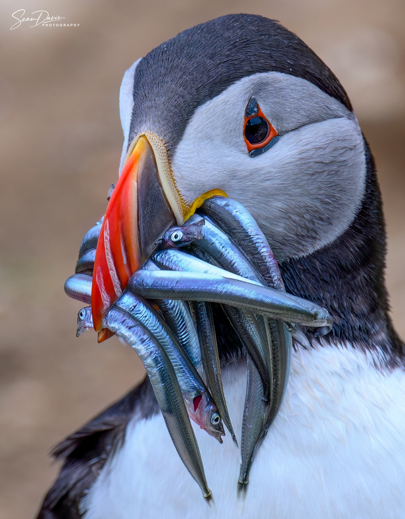 Puffin with sand eels