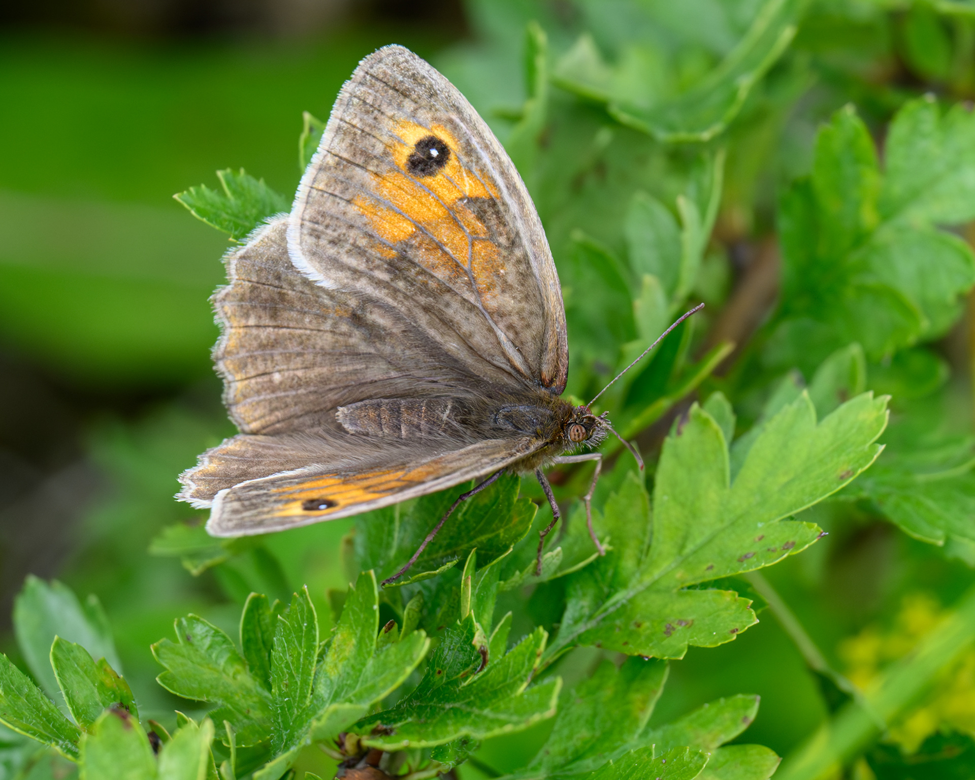 Meadow Brown