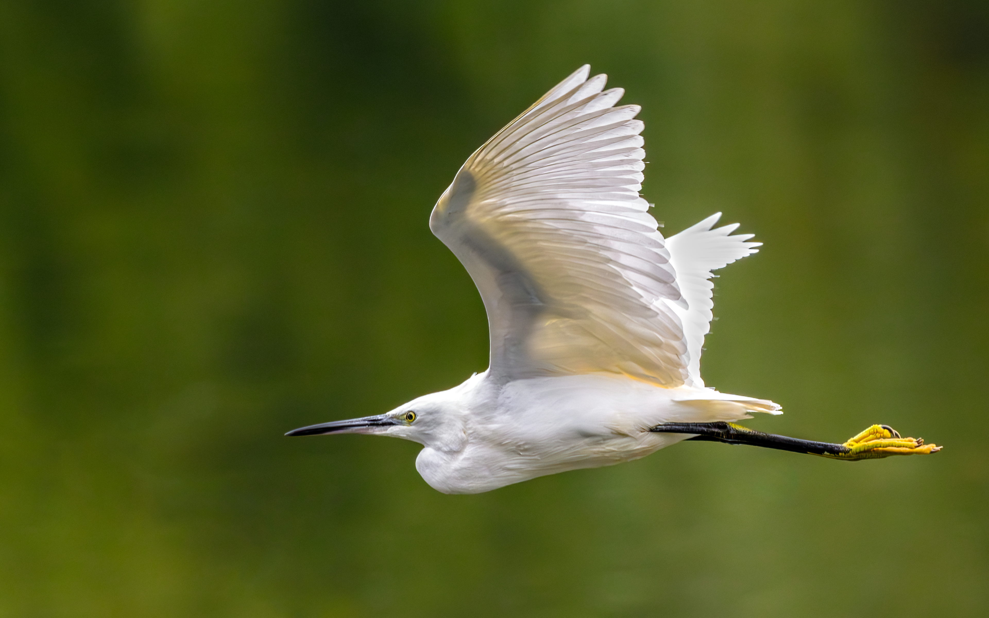 Egret