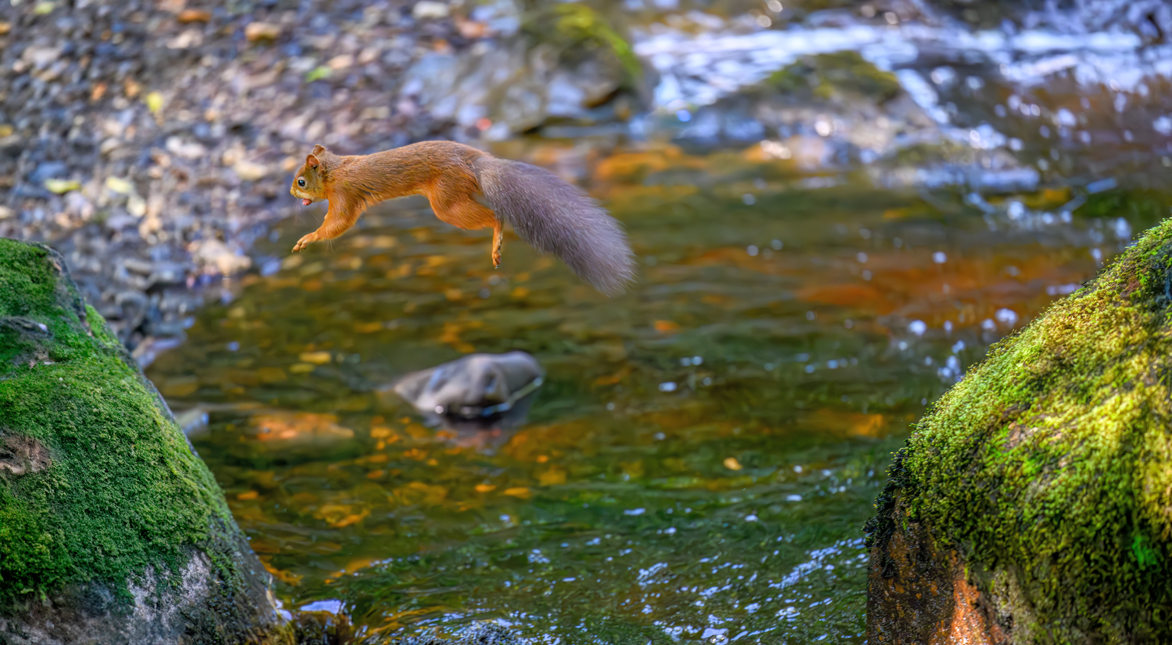 Red Squirrel
