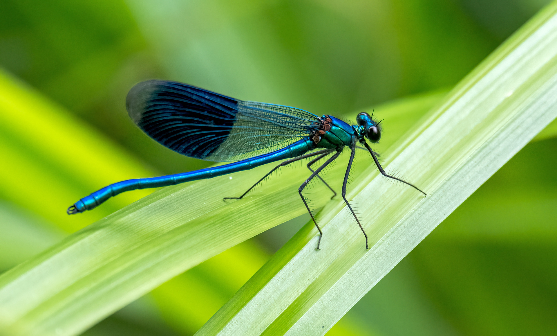 Blue Damselfly