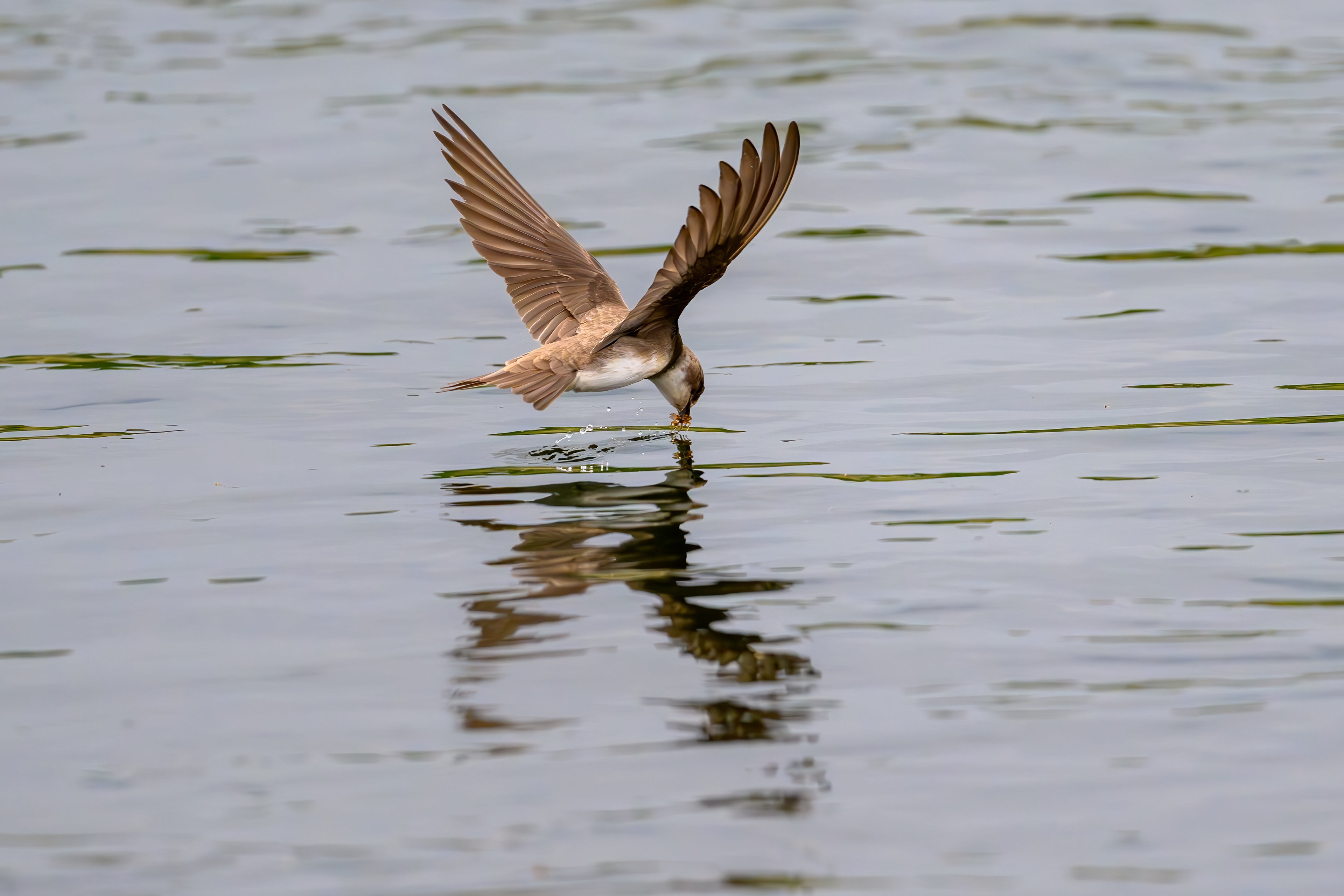 Sand Martin