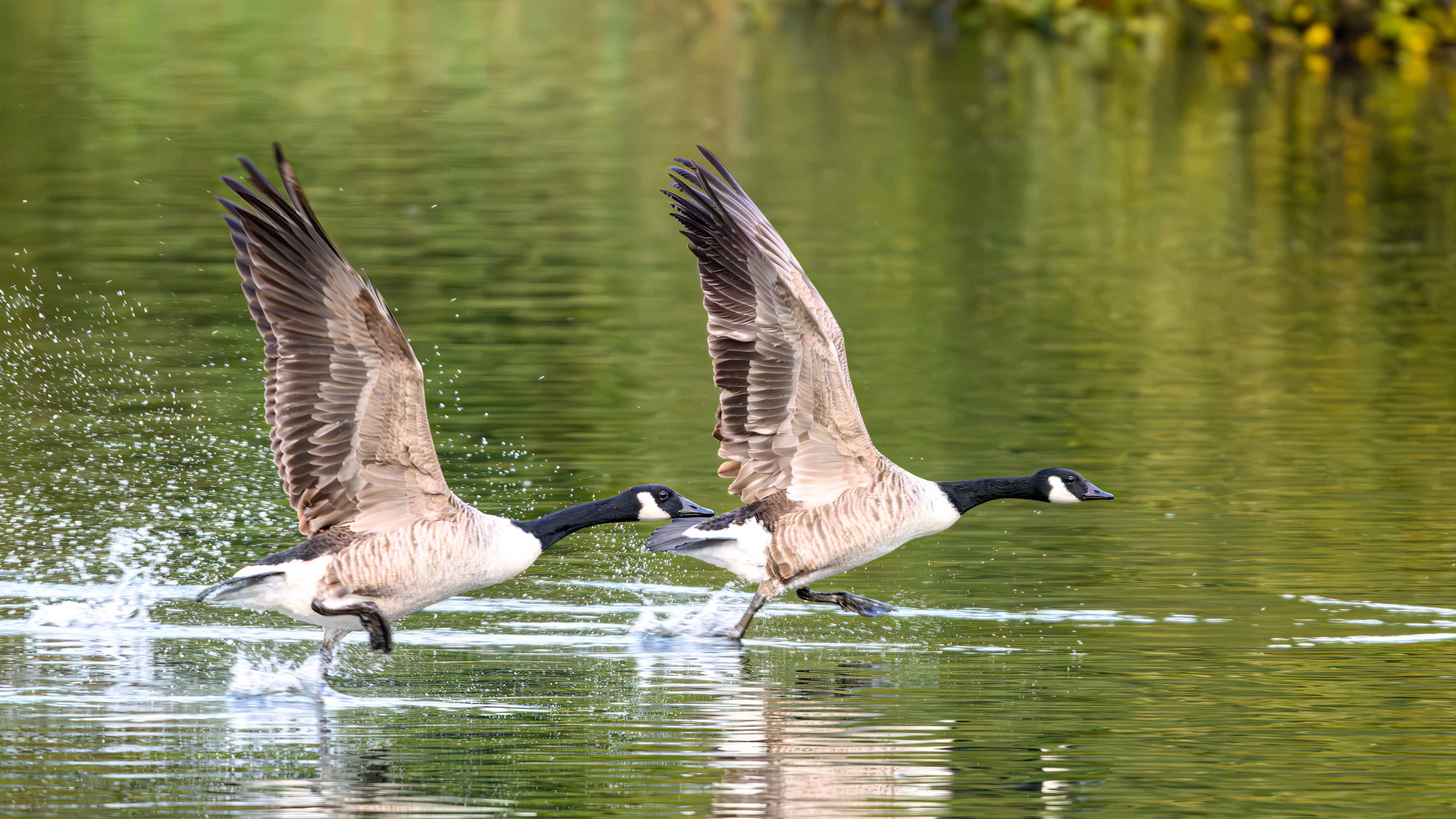 Canada Geese