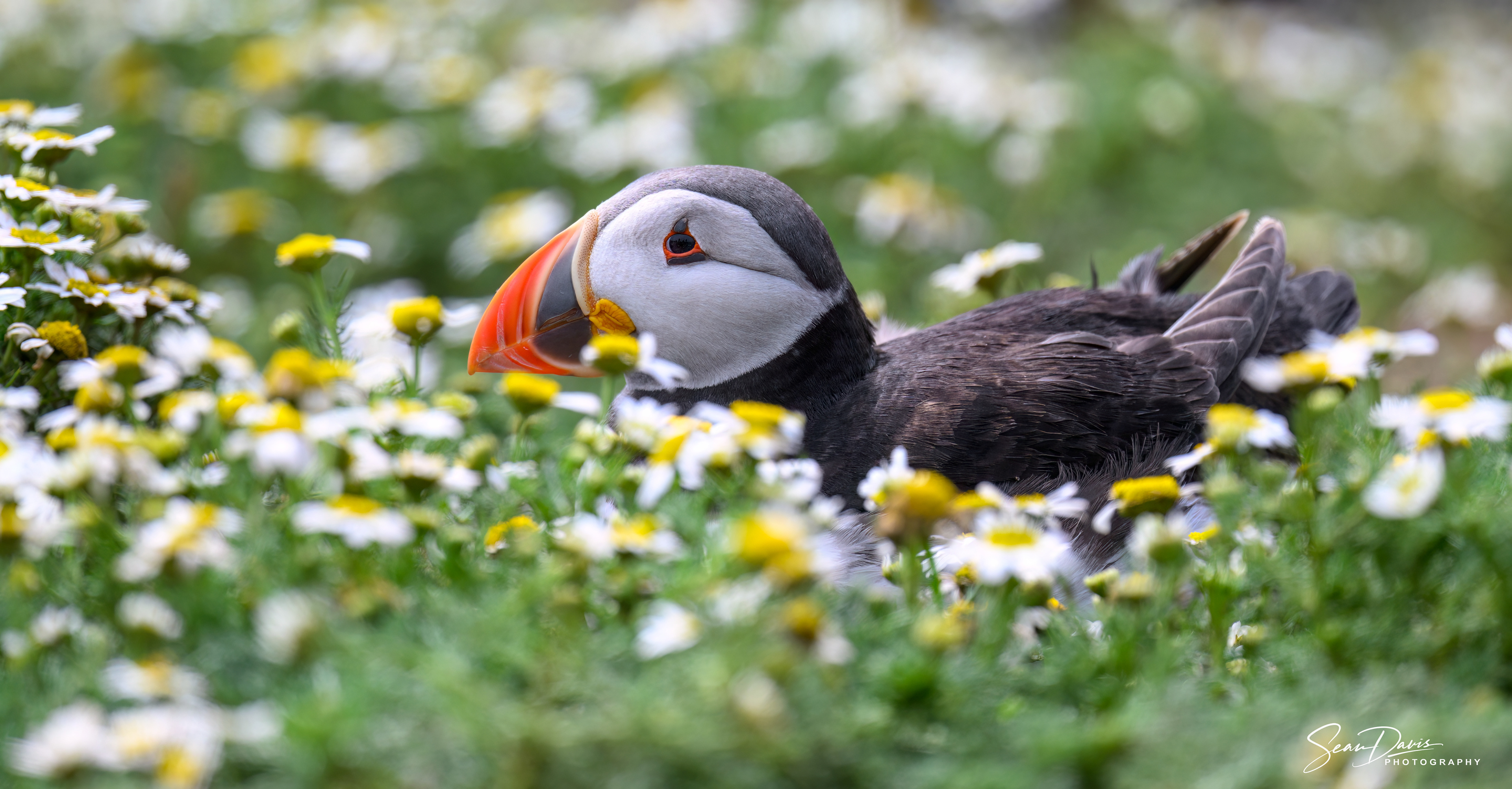 Puffin