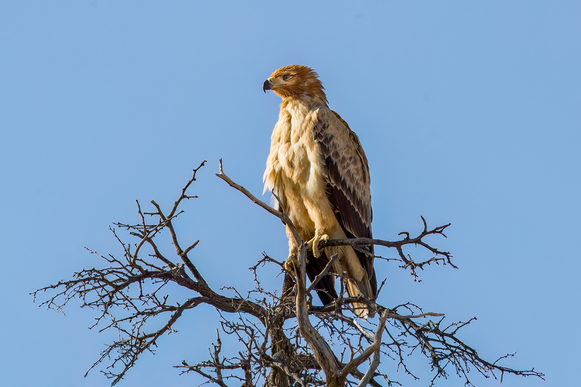 Tawny Eagle