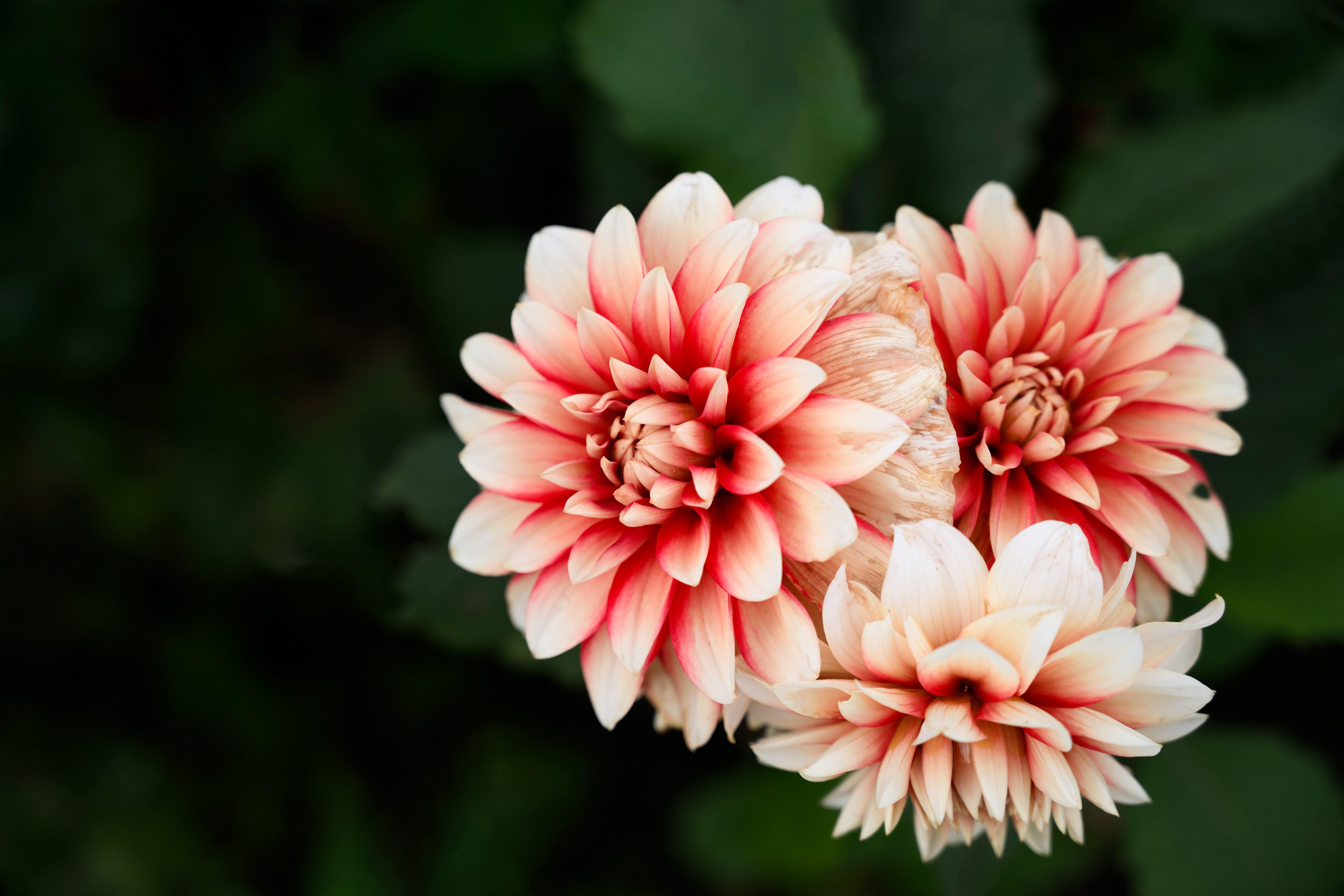 Dahlia