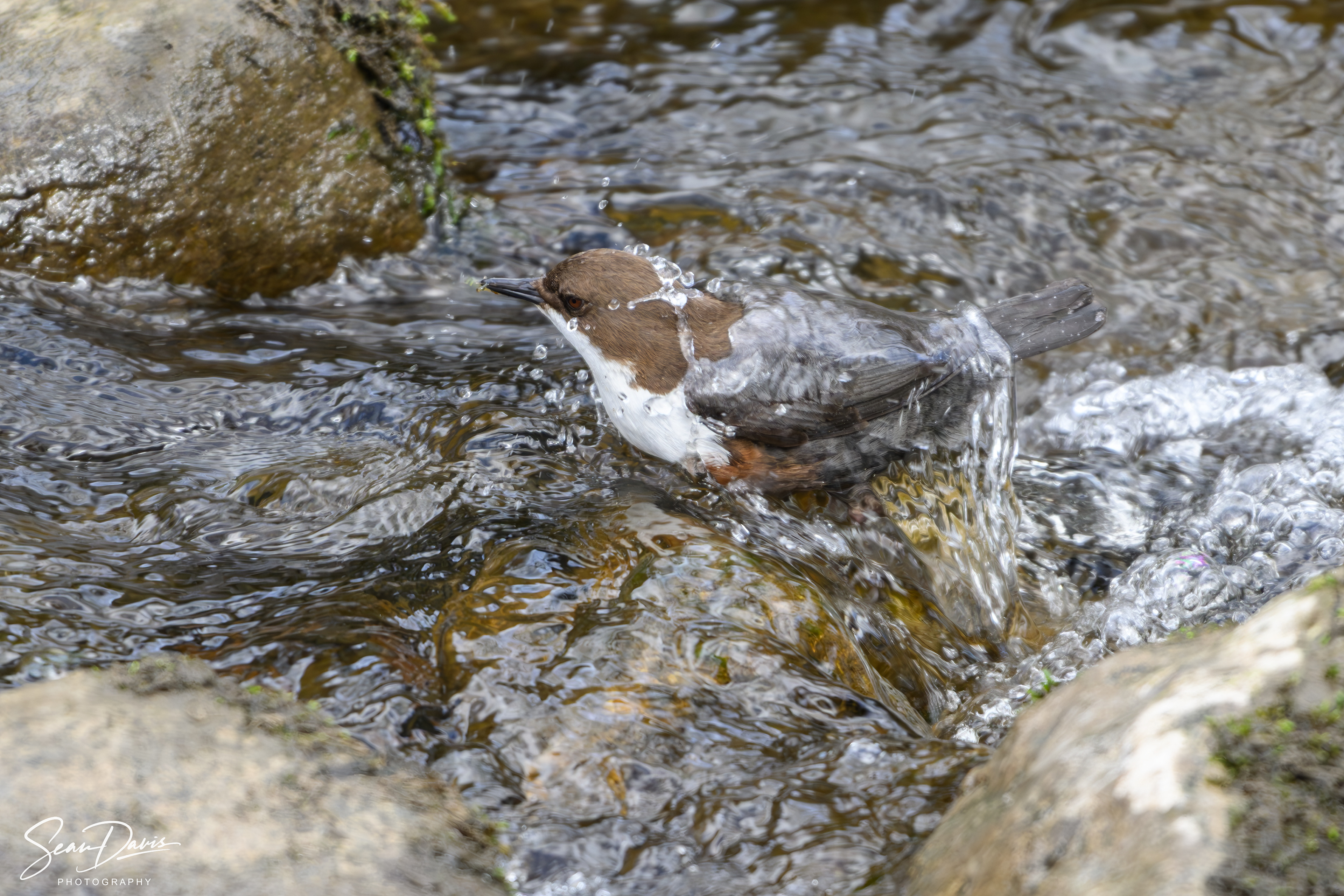 White Throated Dipper