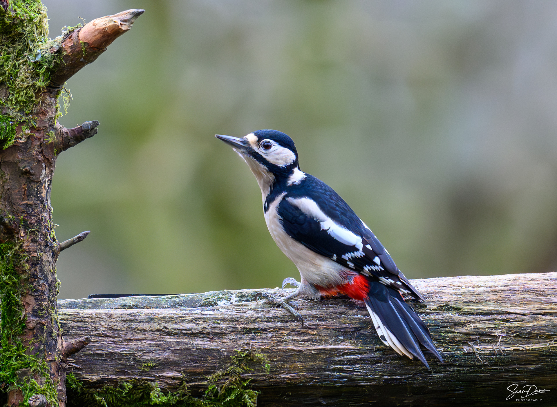 Female Great Spotted Woodpecker