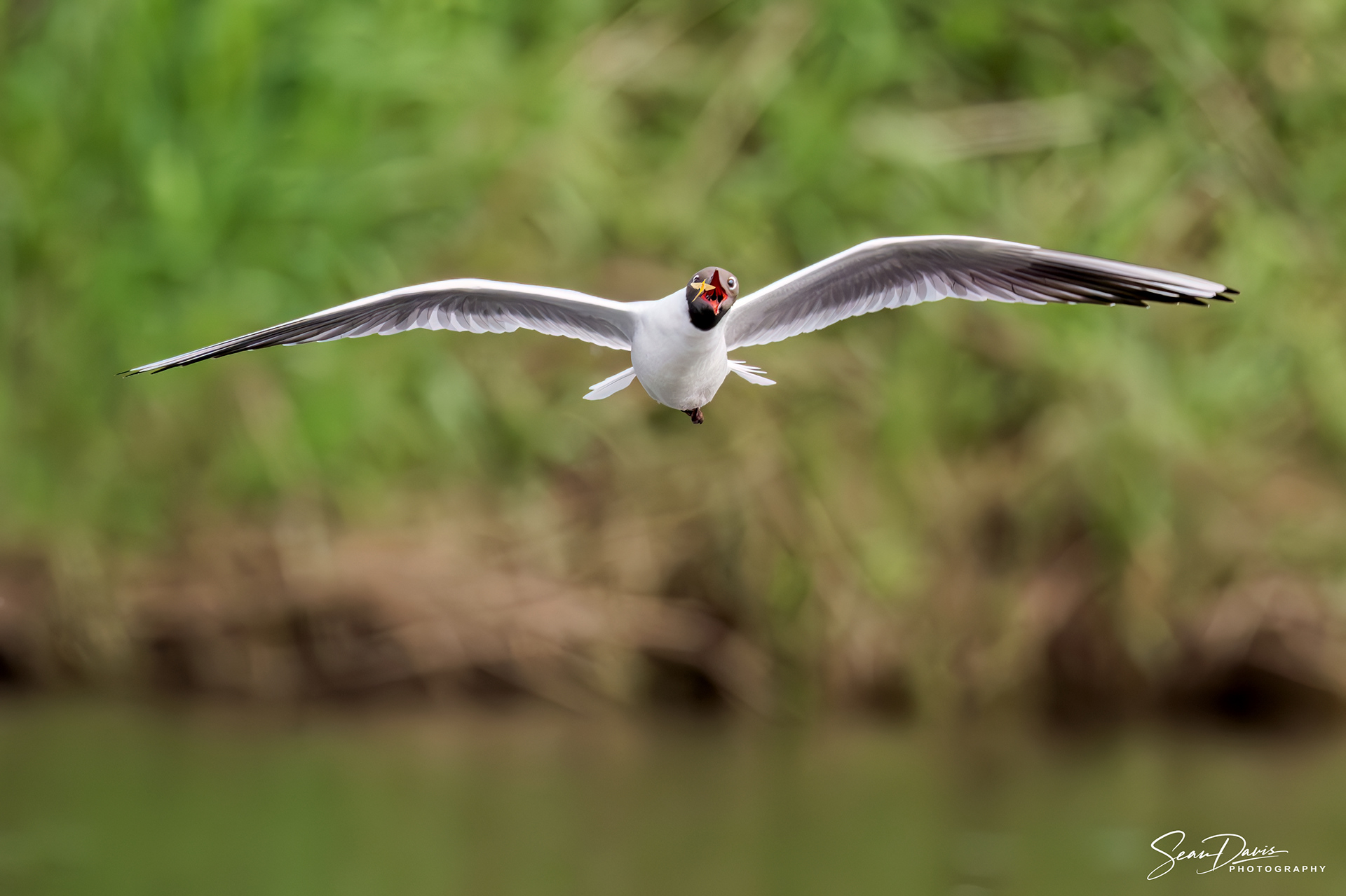 Black Headed Gull