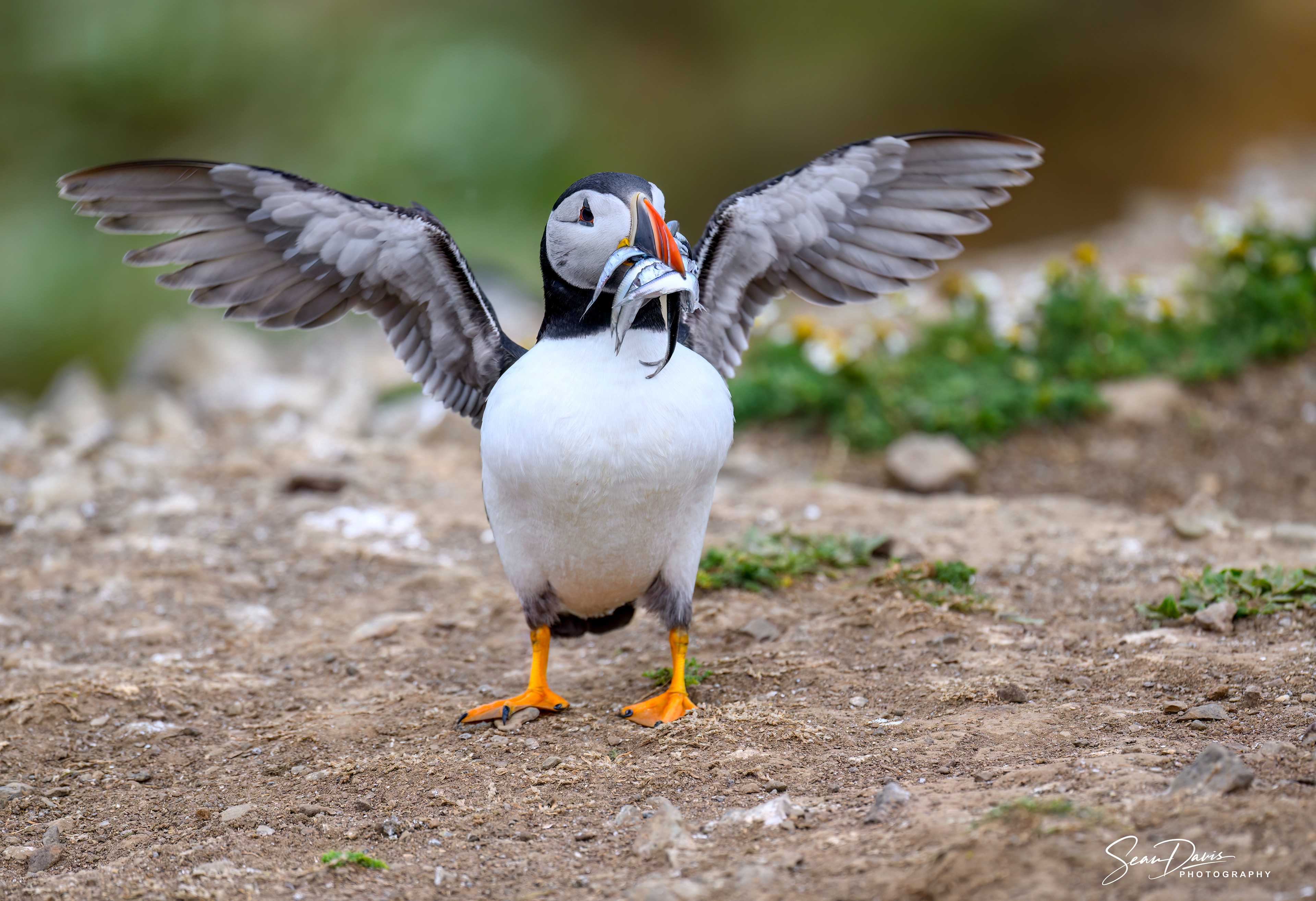 Puffin with sand eels