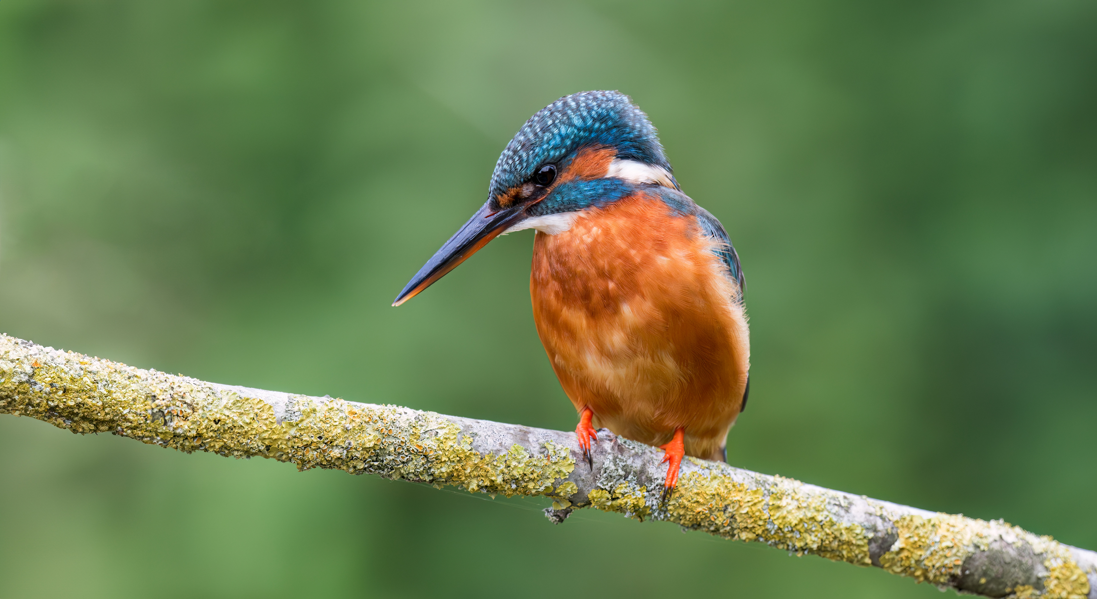 Common Kingfisher