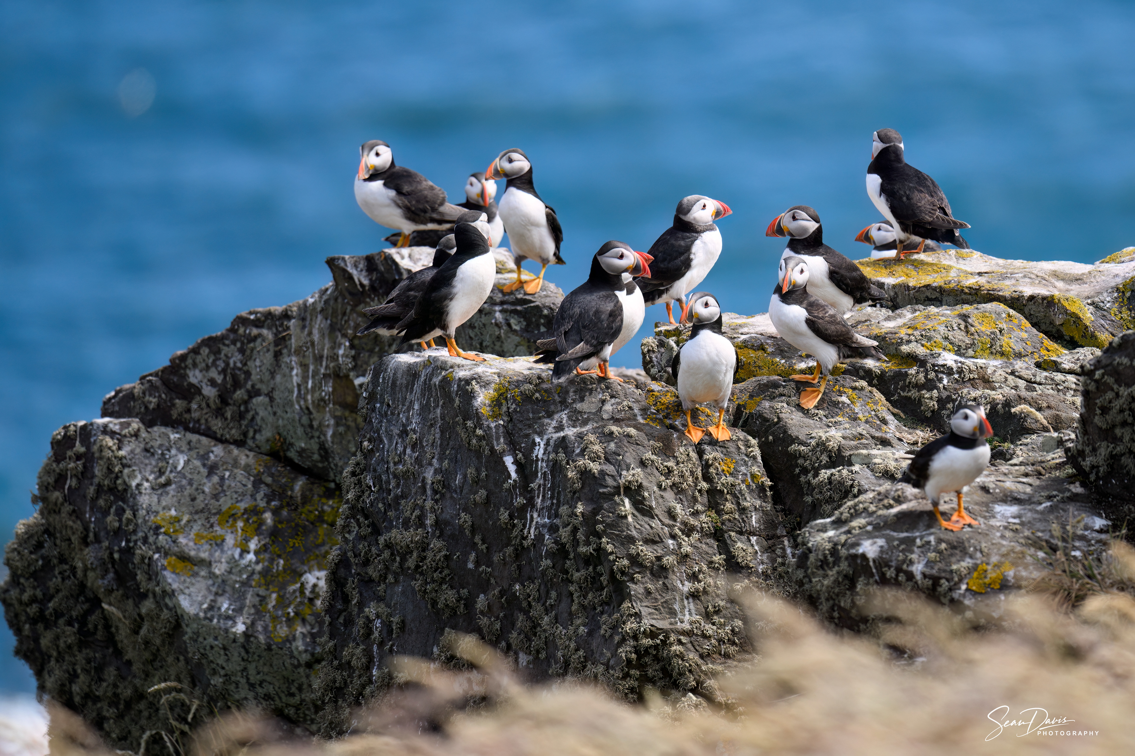 Puffins