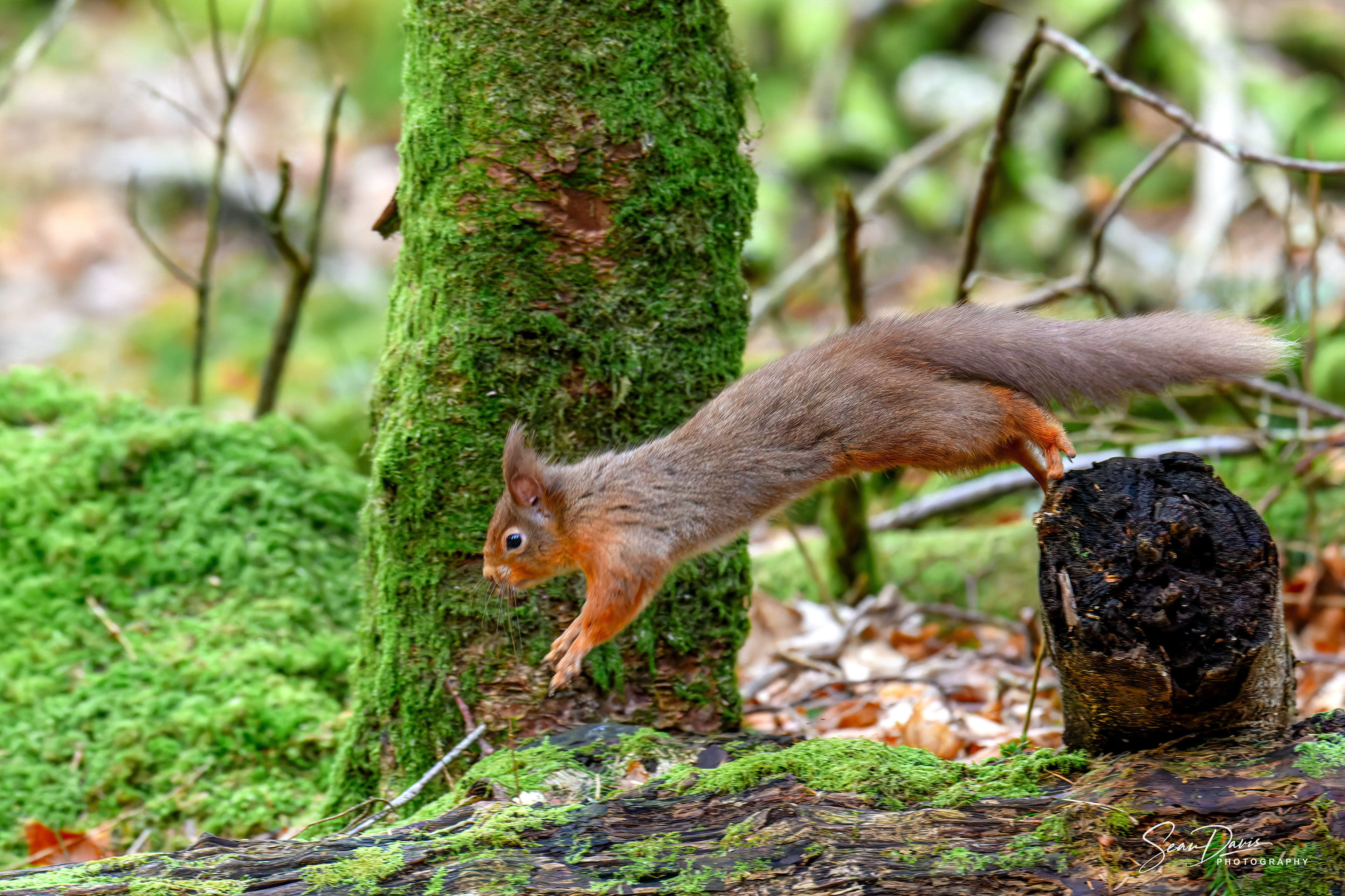 Red Squirrel
