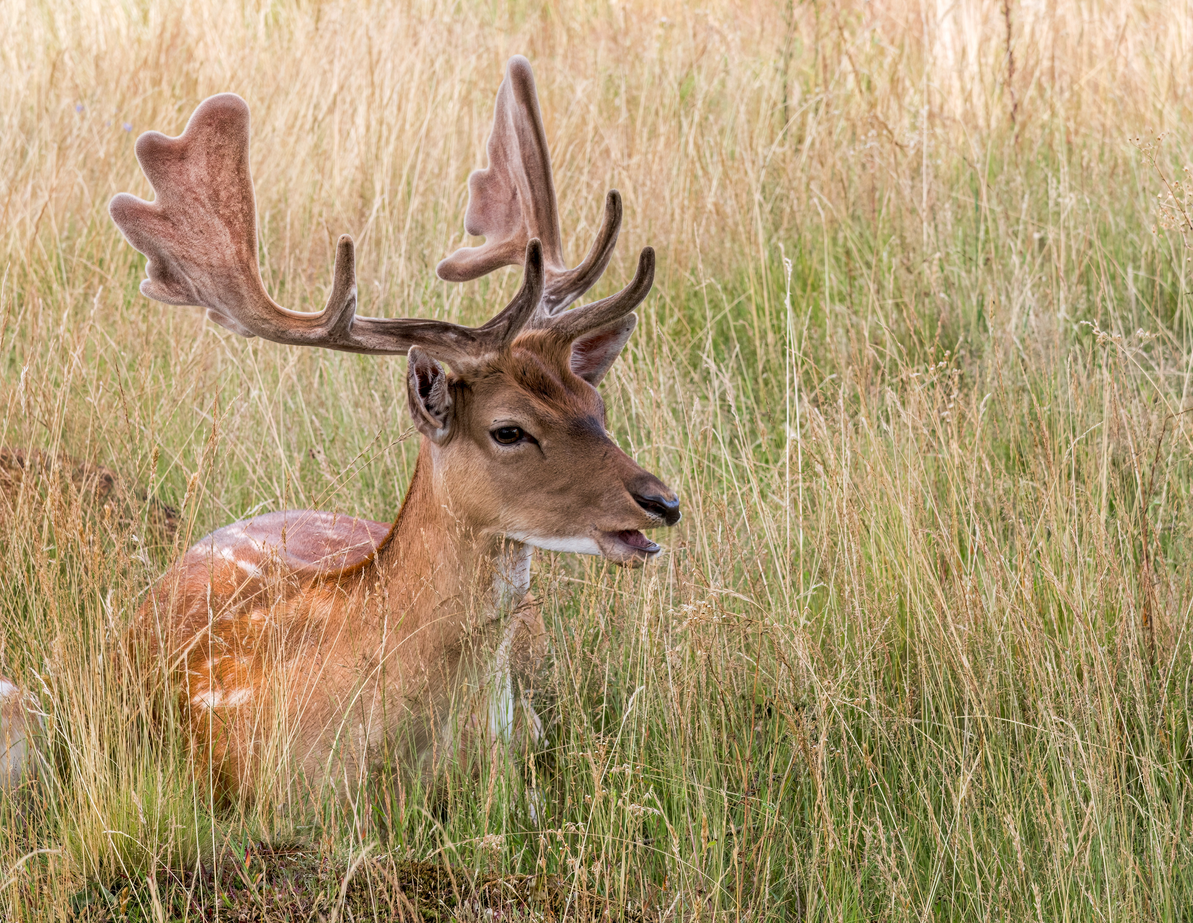 Fallow Deer
