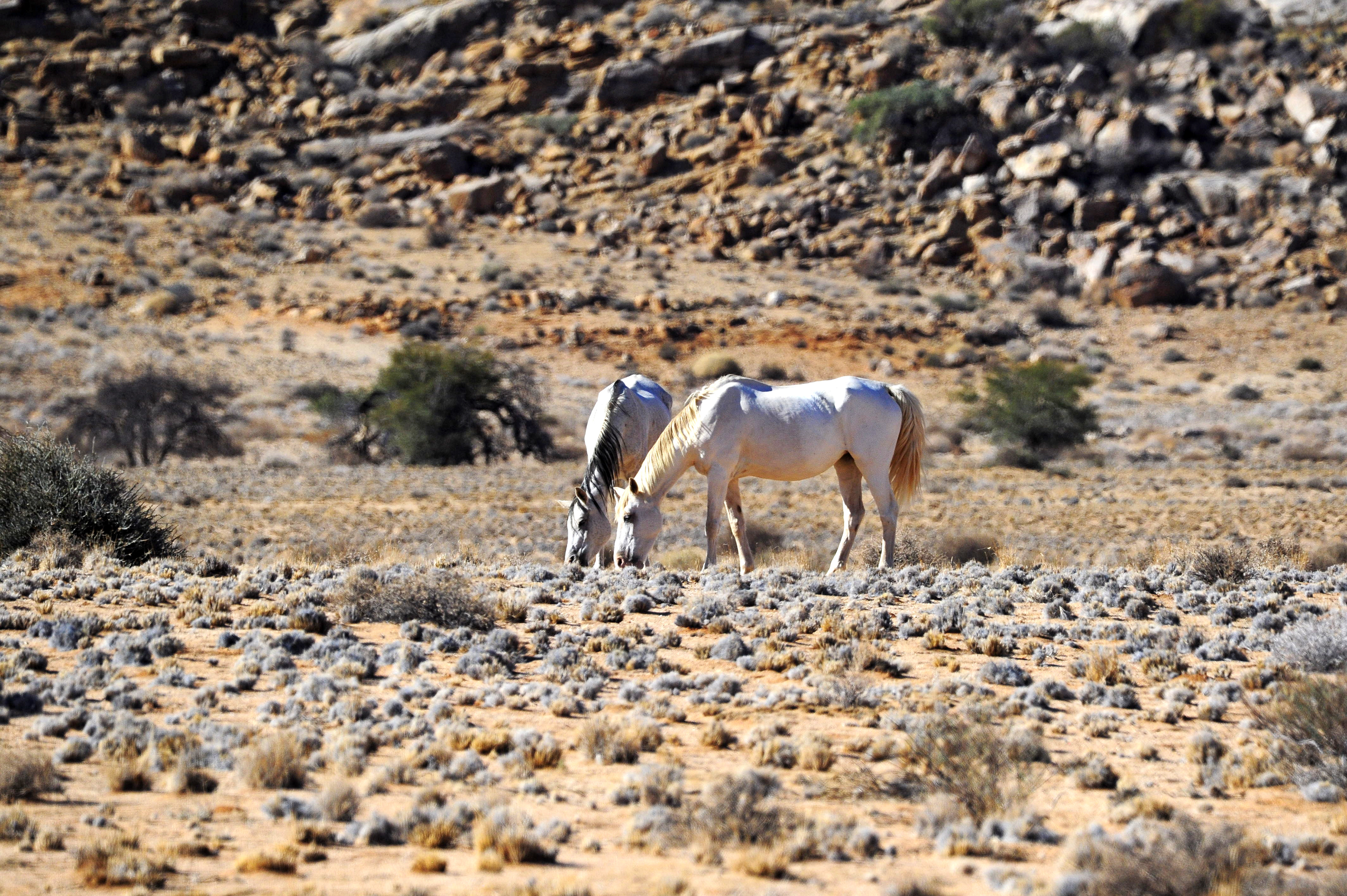 Feral Desert Horses