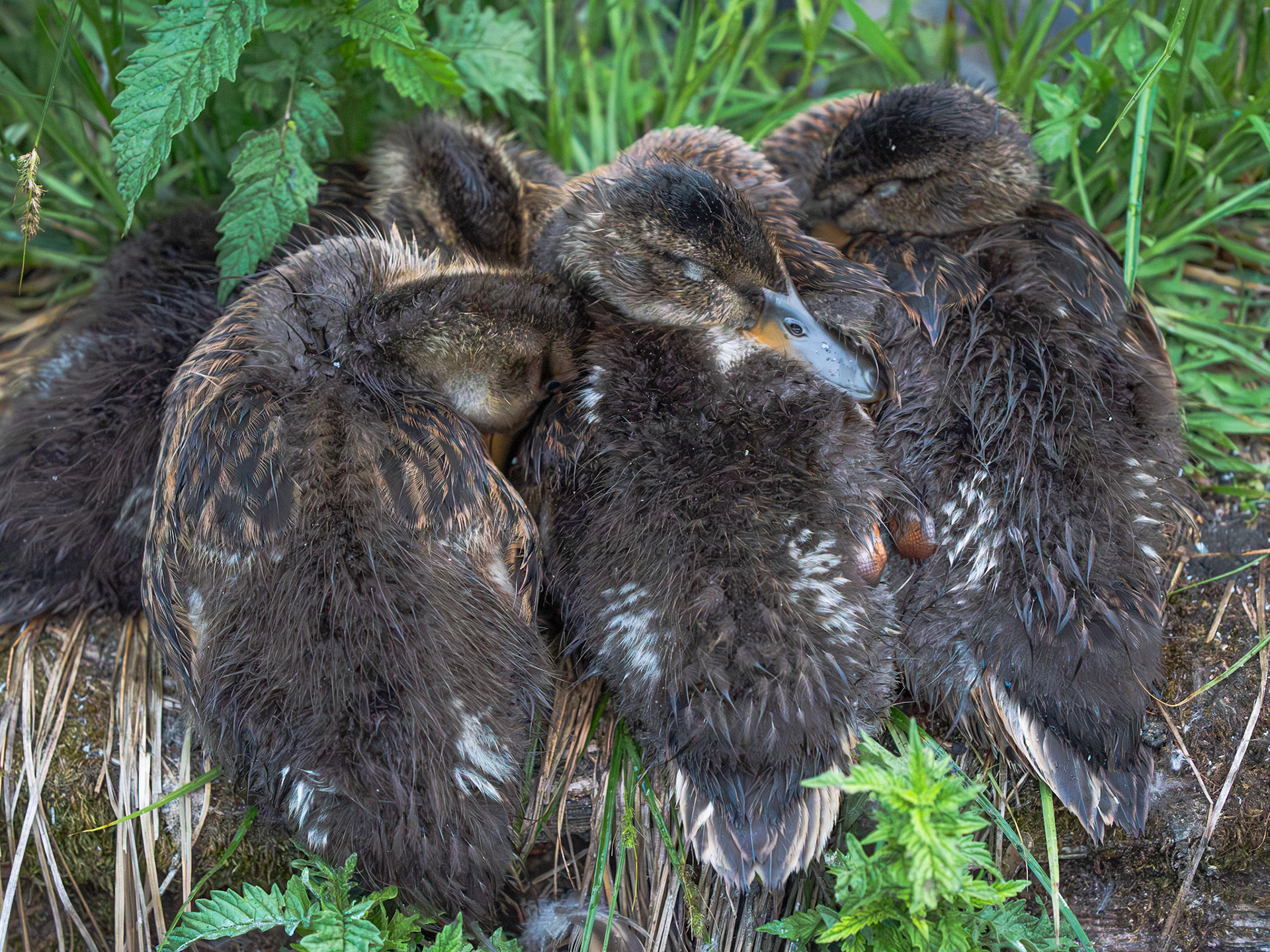 Ducklings Napping