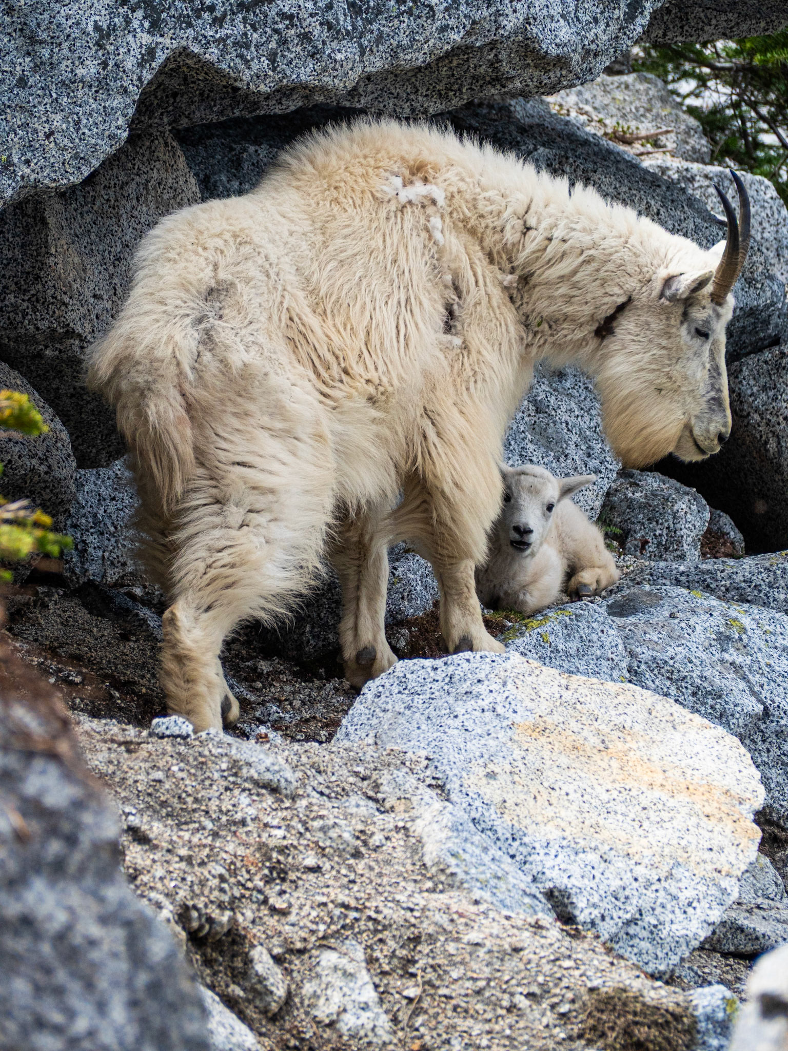 Baby Goat with Mother