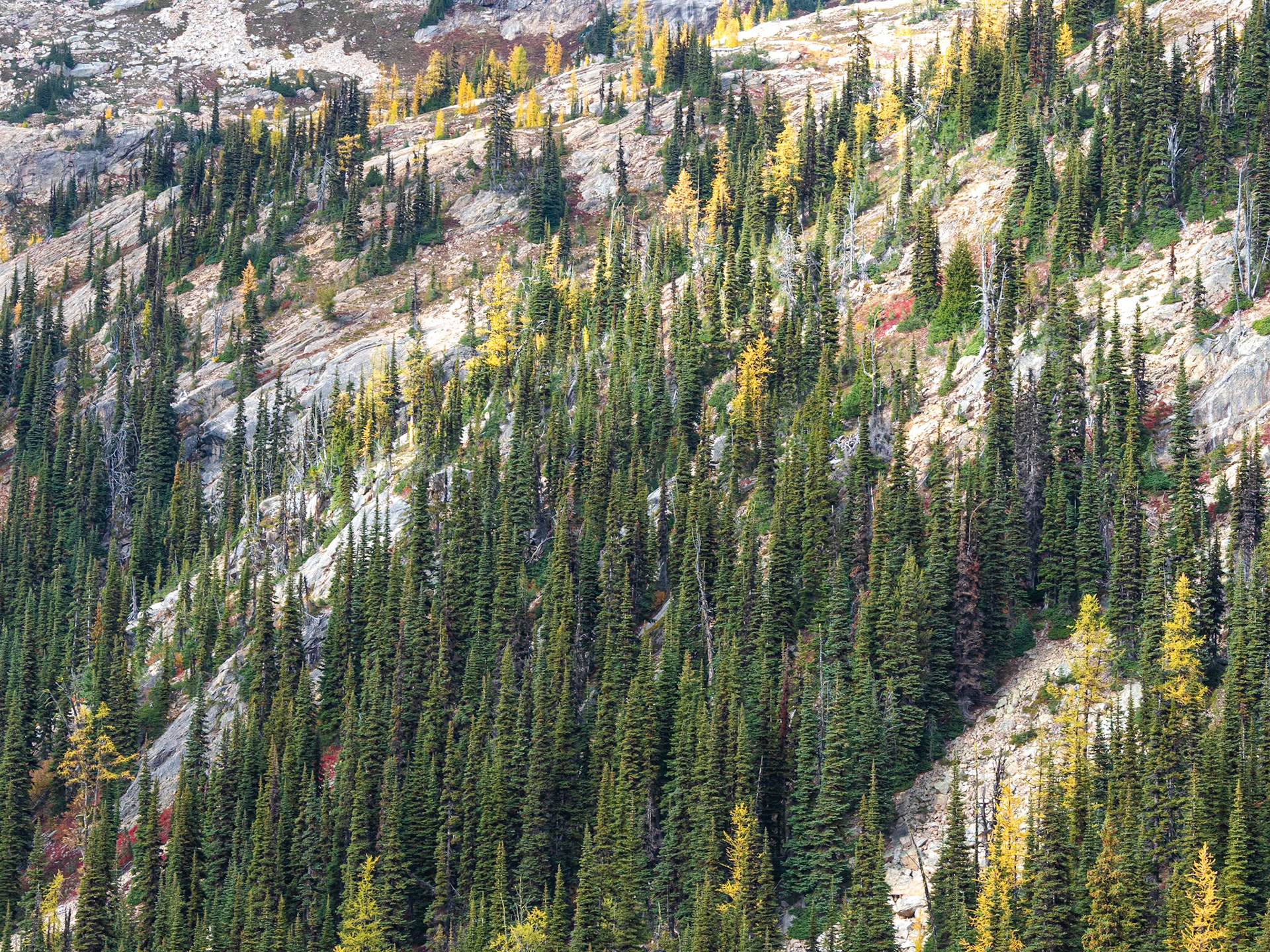 Mountain Larch Scene
