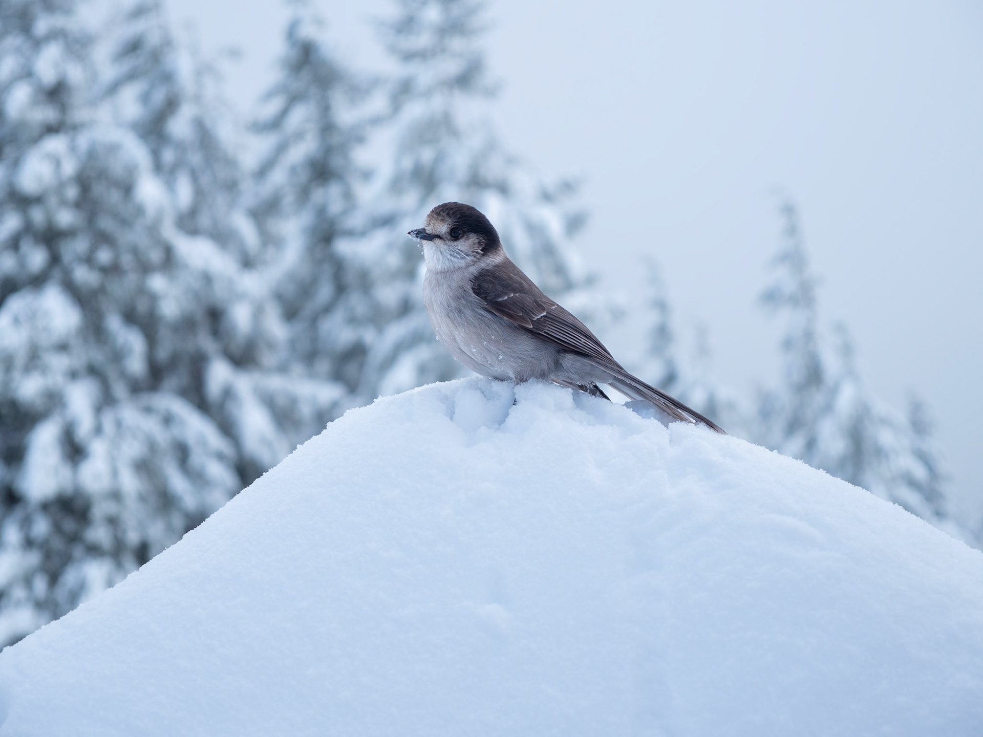 Canada Jay in Winter