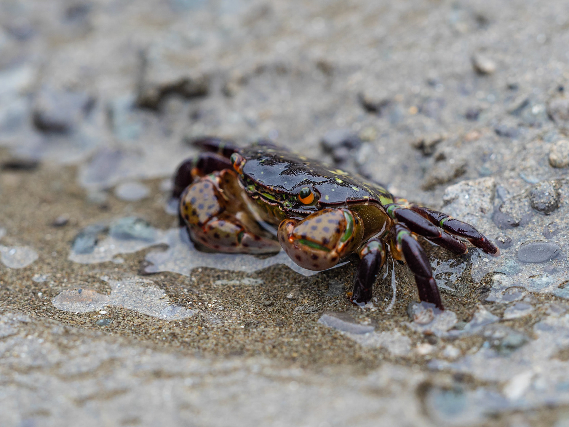 Crab on Olympic Coast