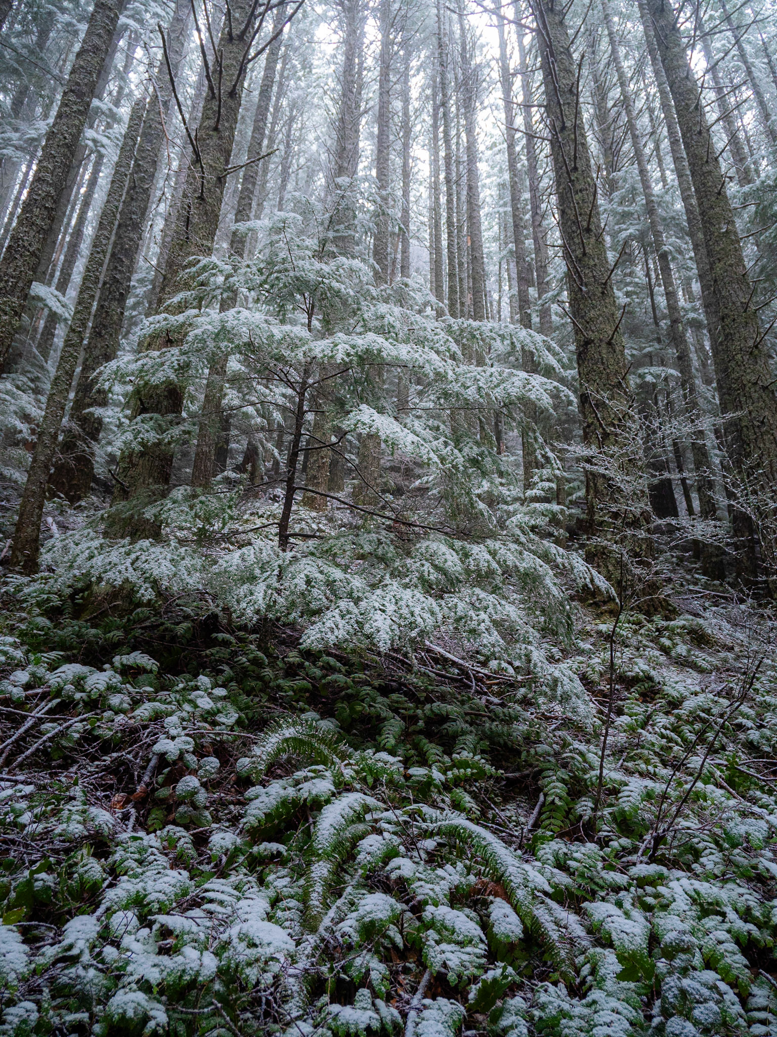 The First Snow of Winter