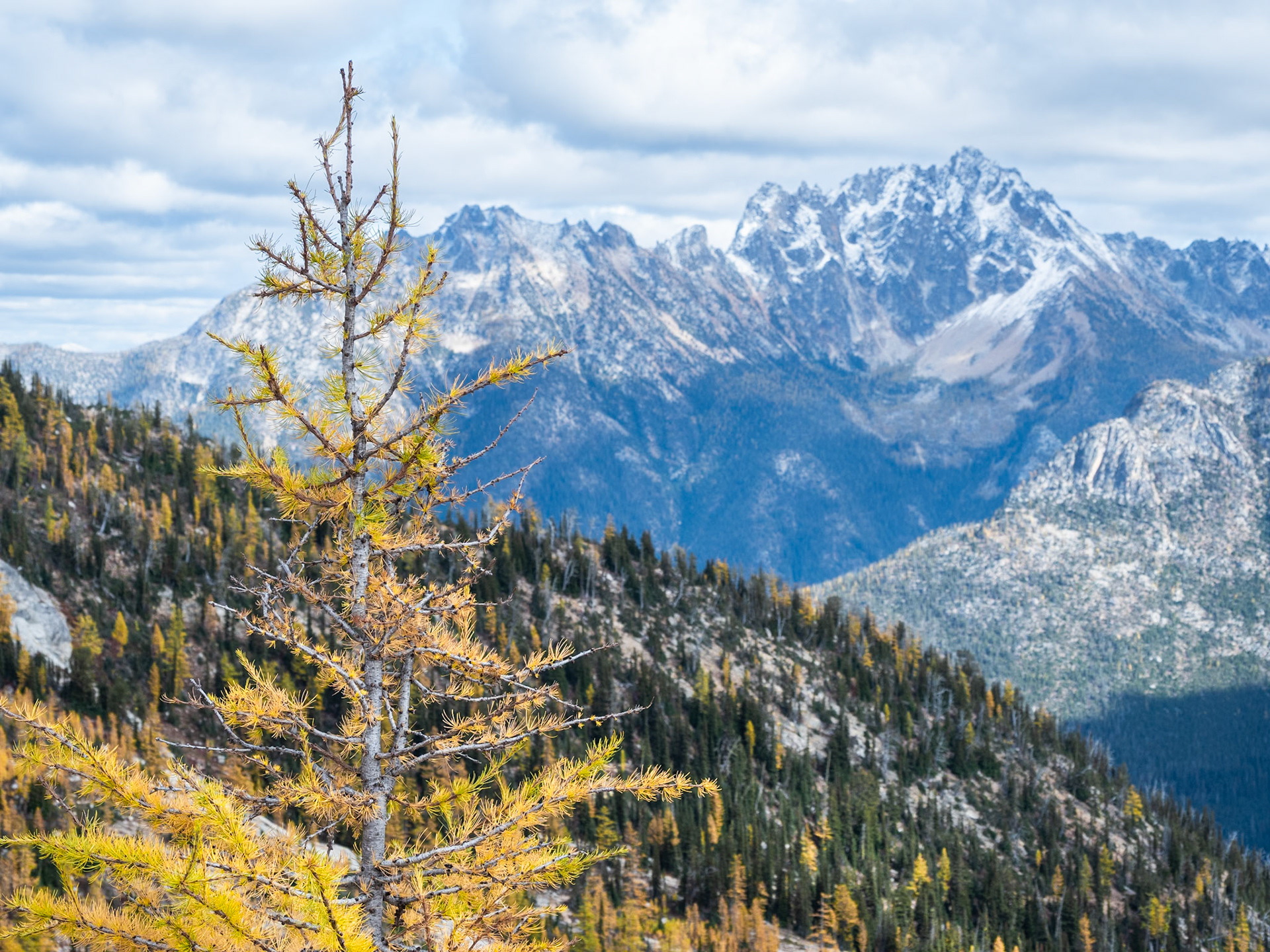Larch with Silver Star Mountain