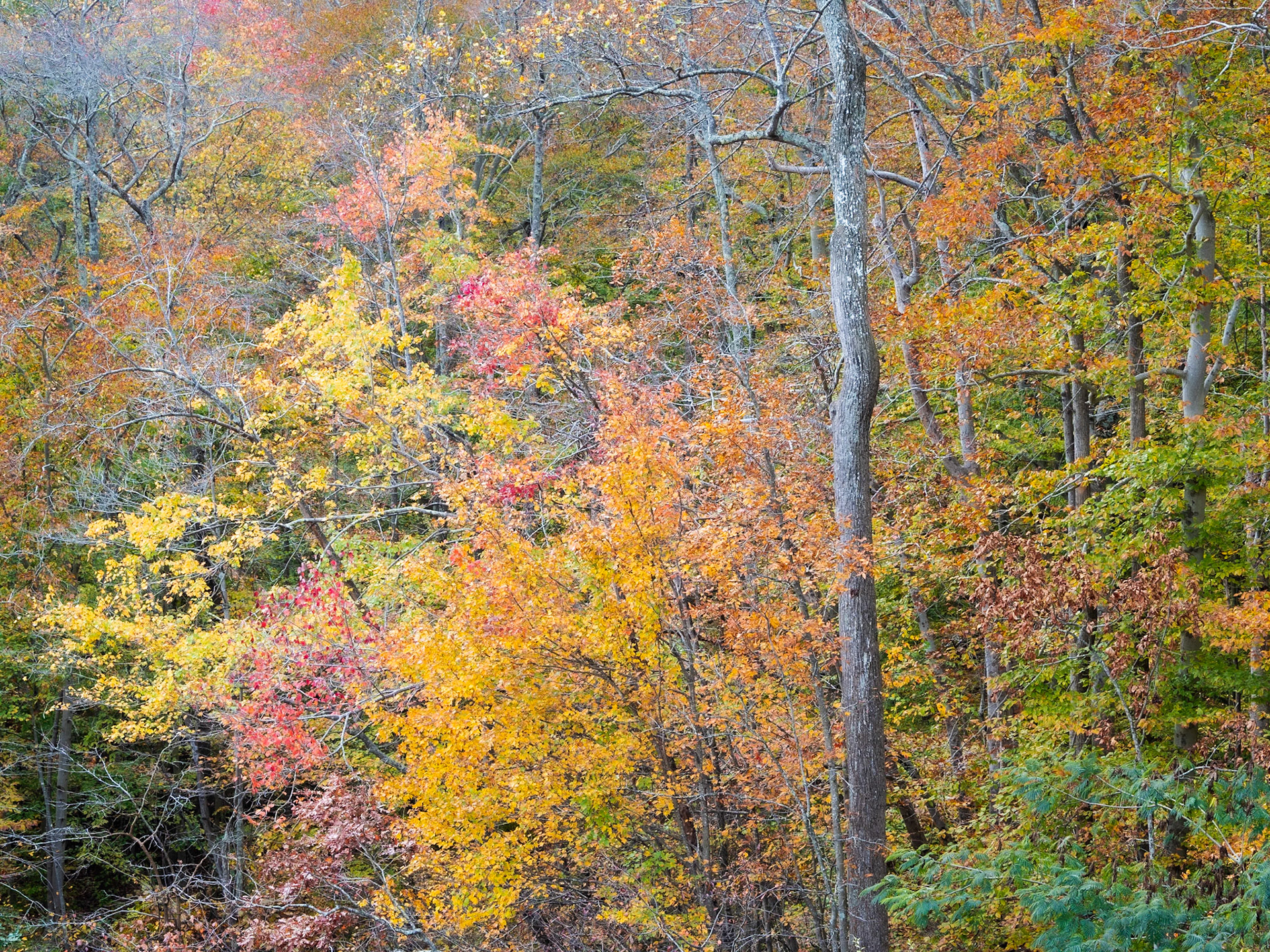 Fall Color Scene