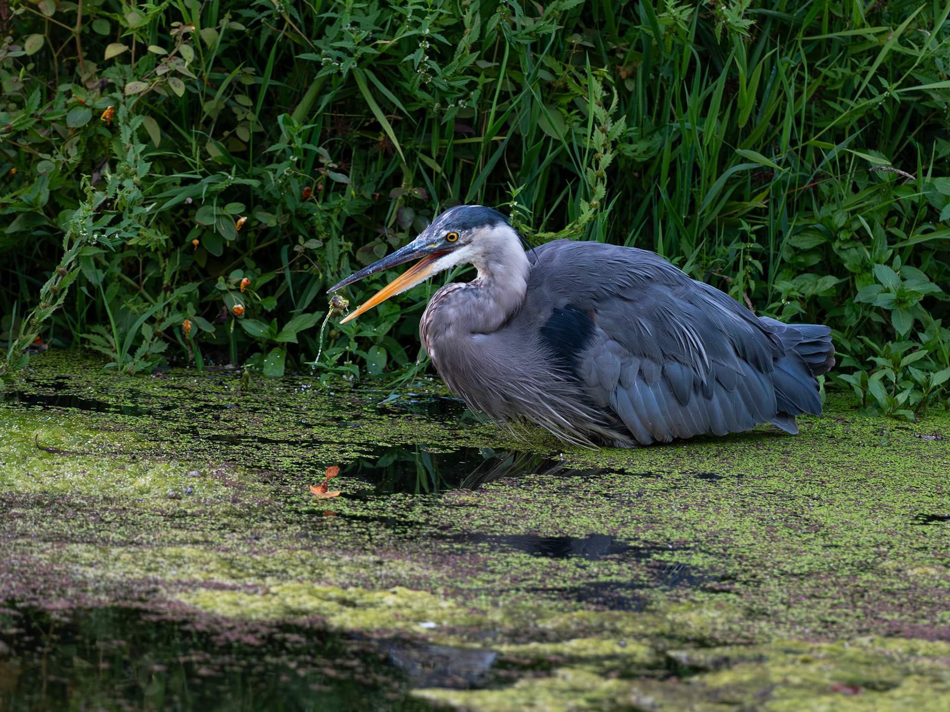 Great Blue Heron with Fish
