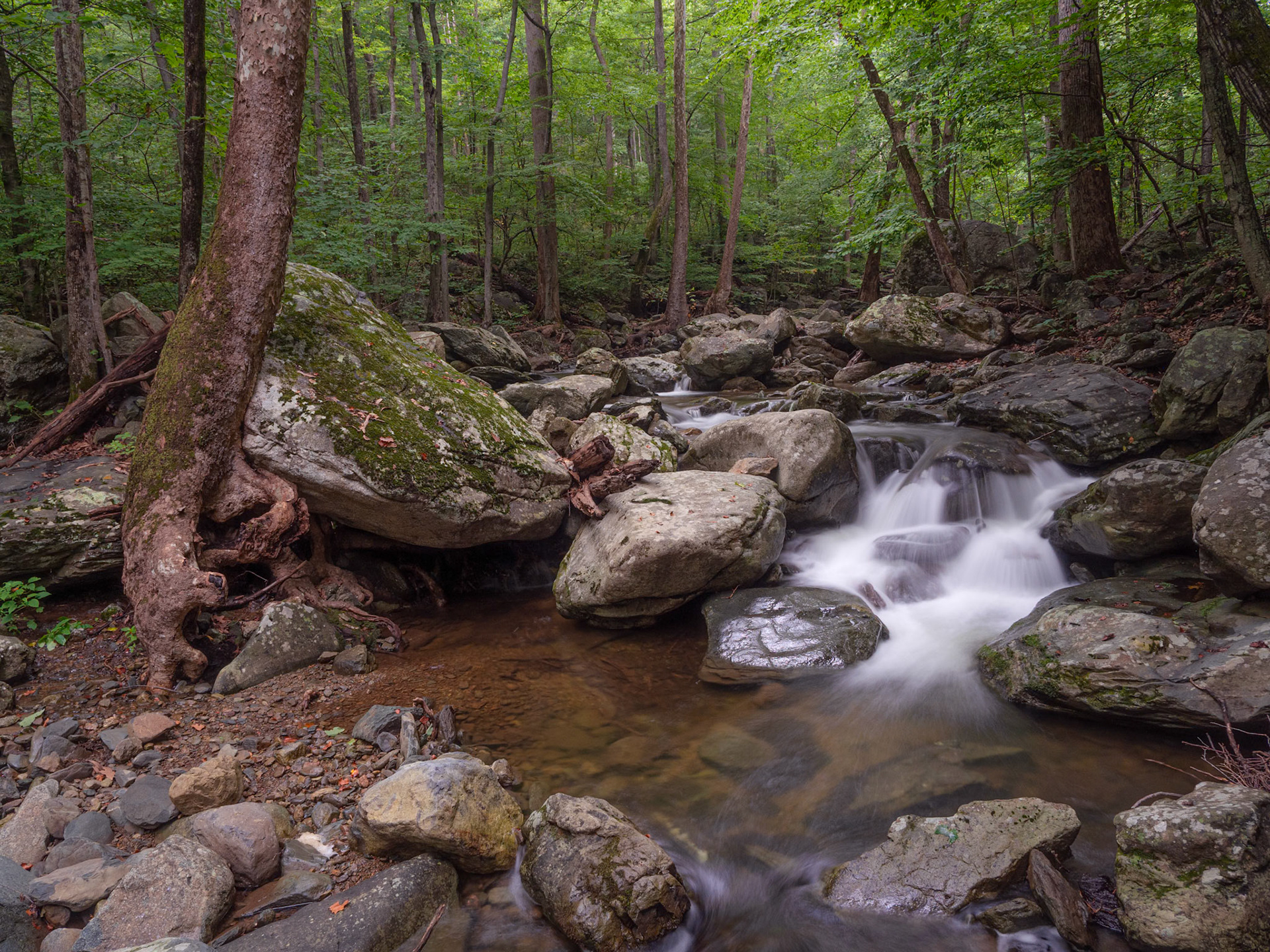 Creek with Large Tree
