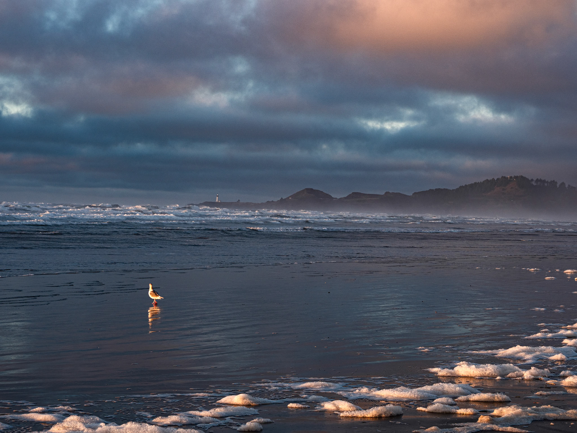Lonely Seagull