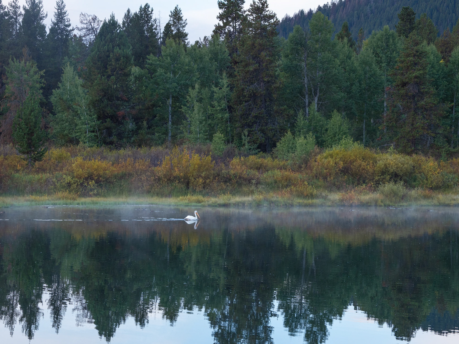 White Pelican on Snake River in Grand Teton
