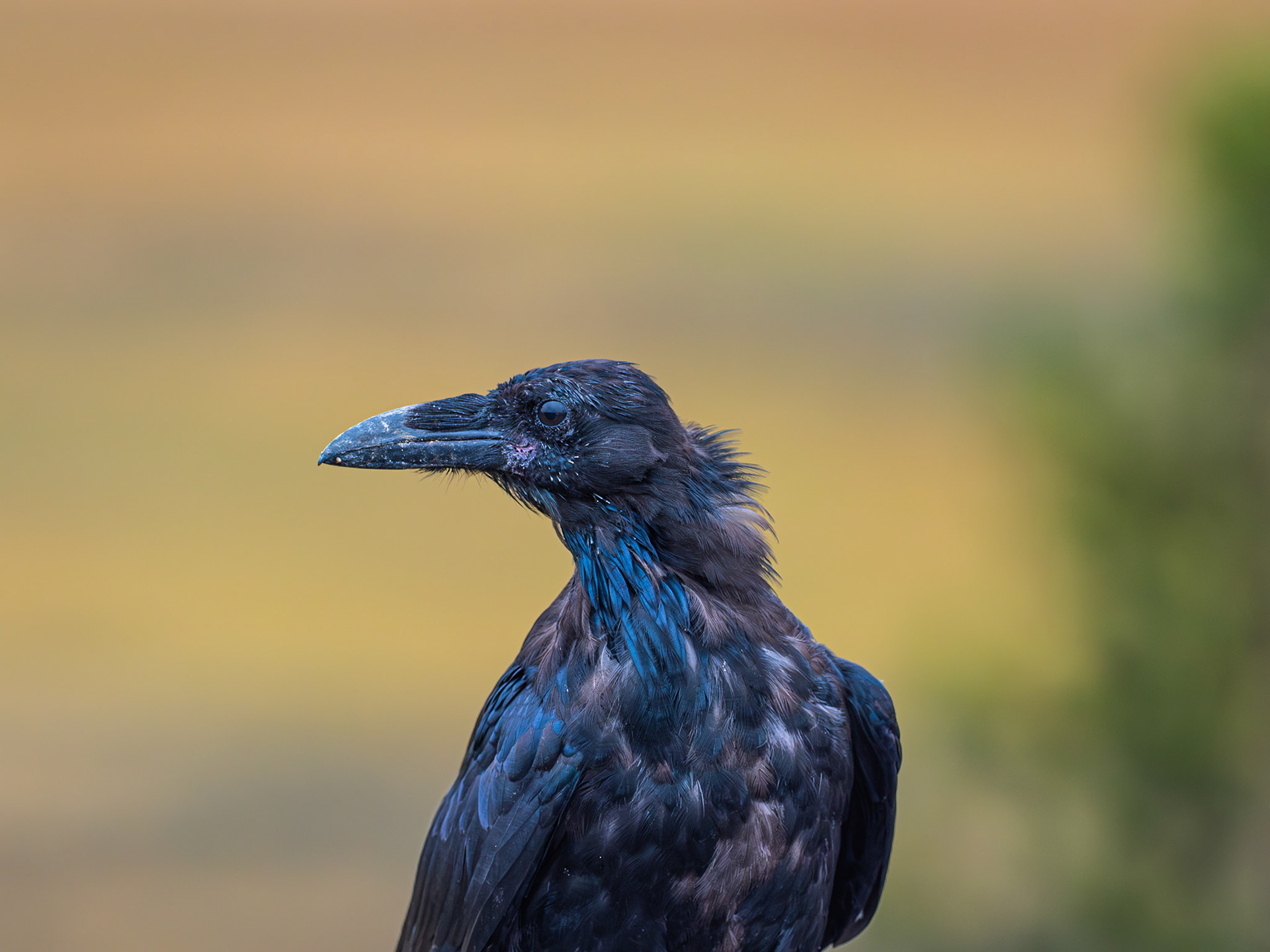 Raven in Yellowstone National Park