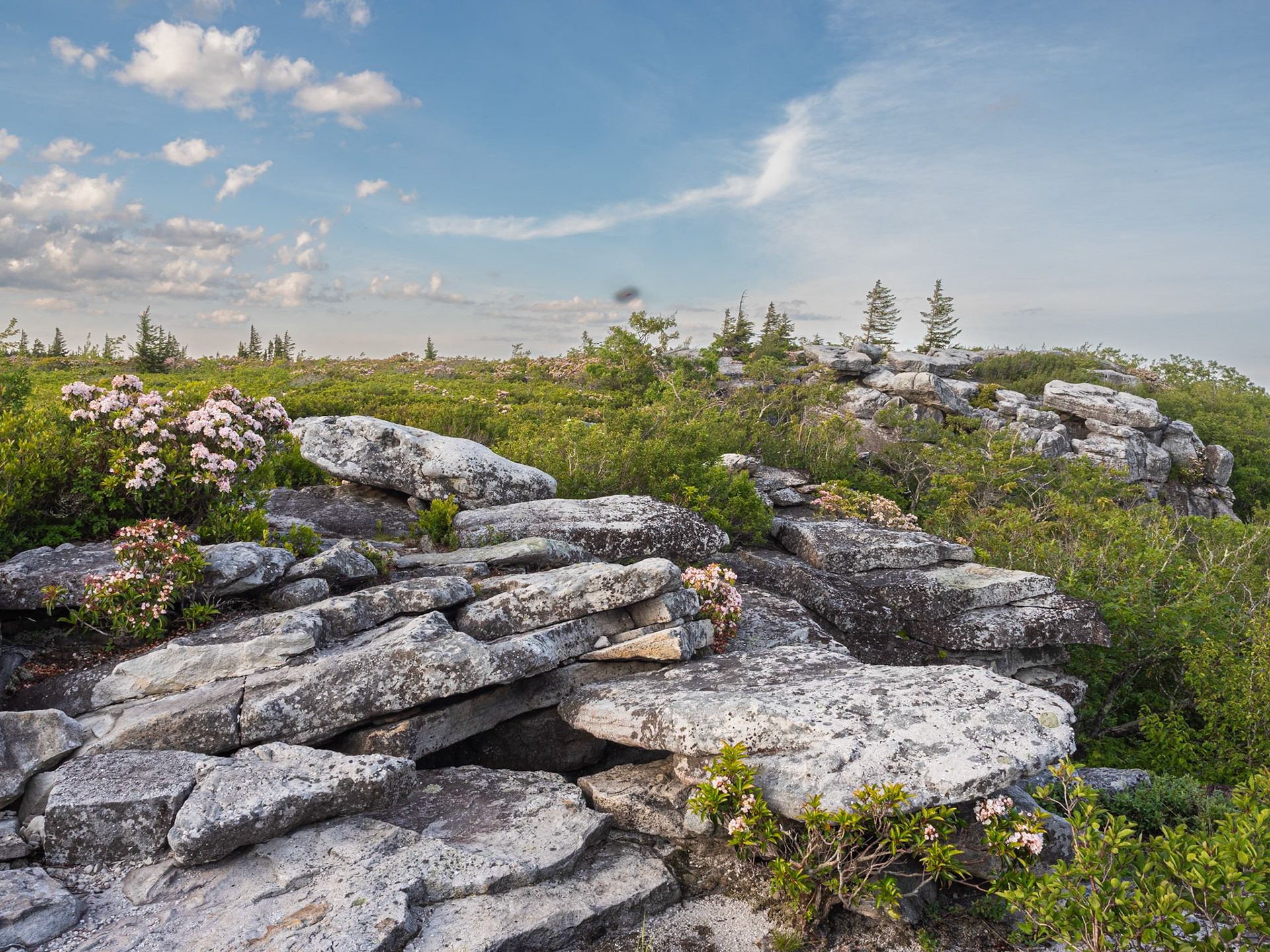 Bear Rocks in Dolly Sods