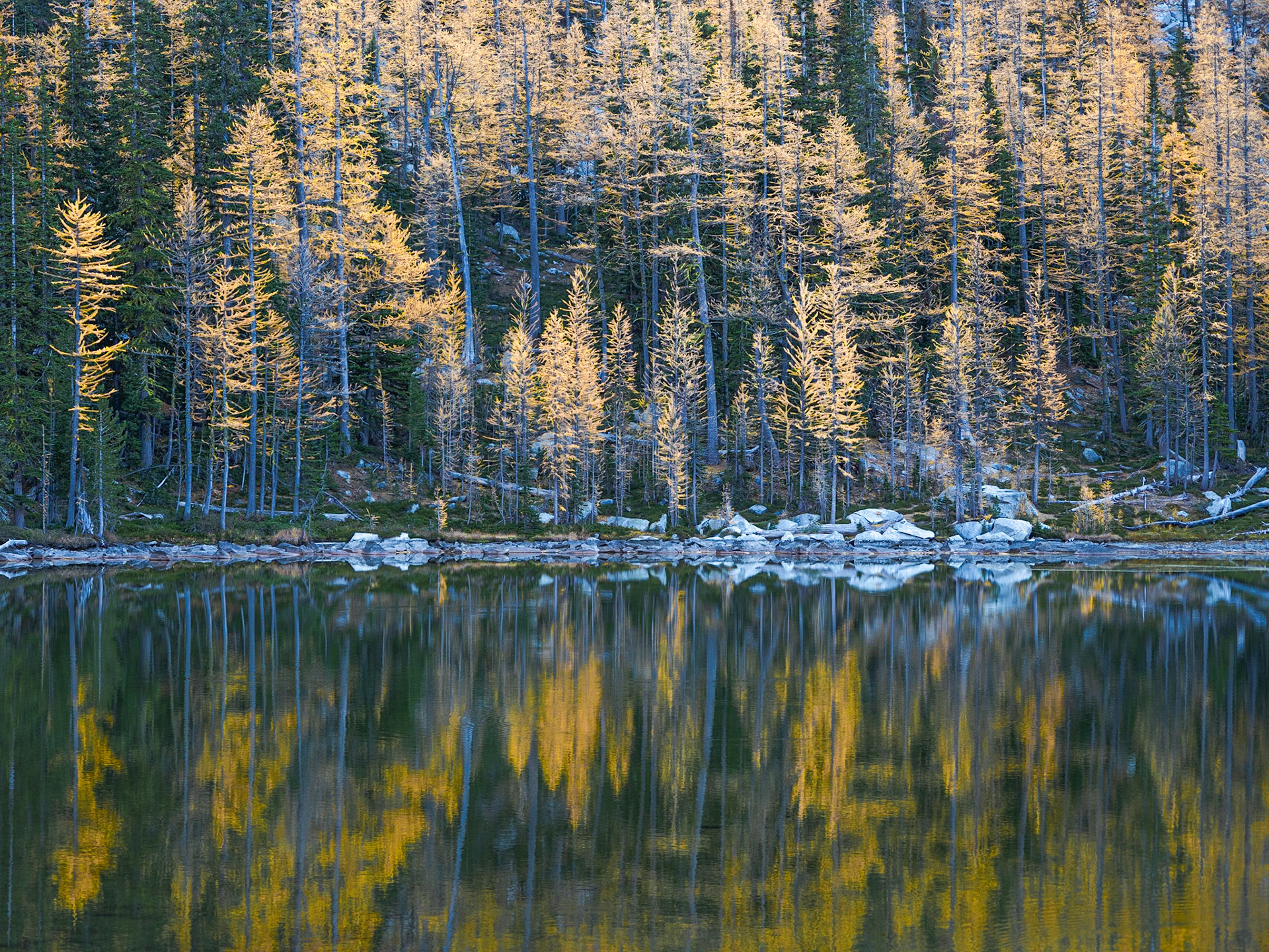 Larch Reflection