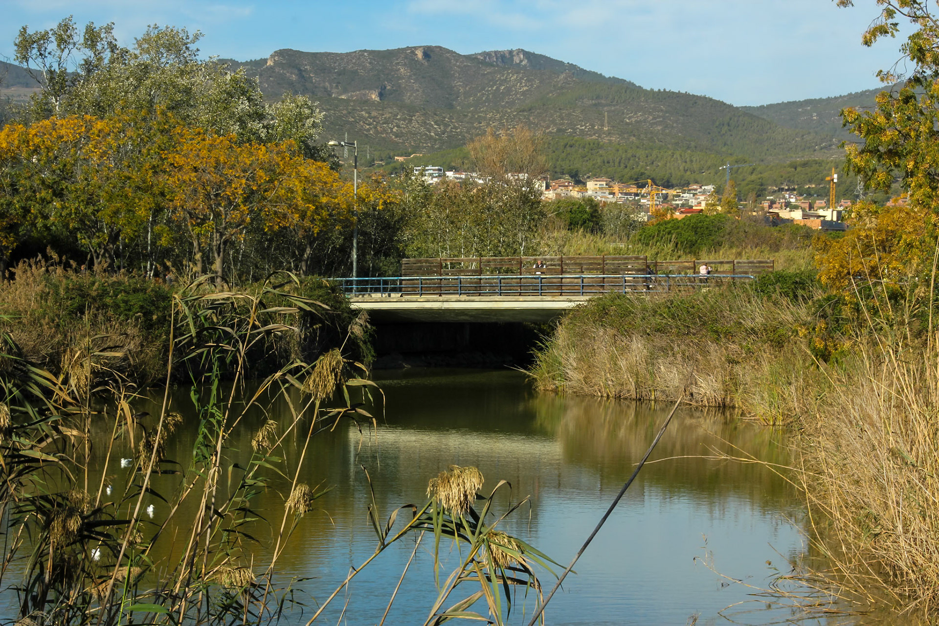 Azucena