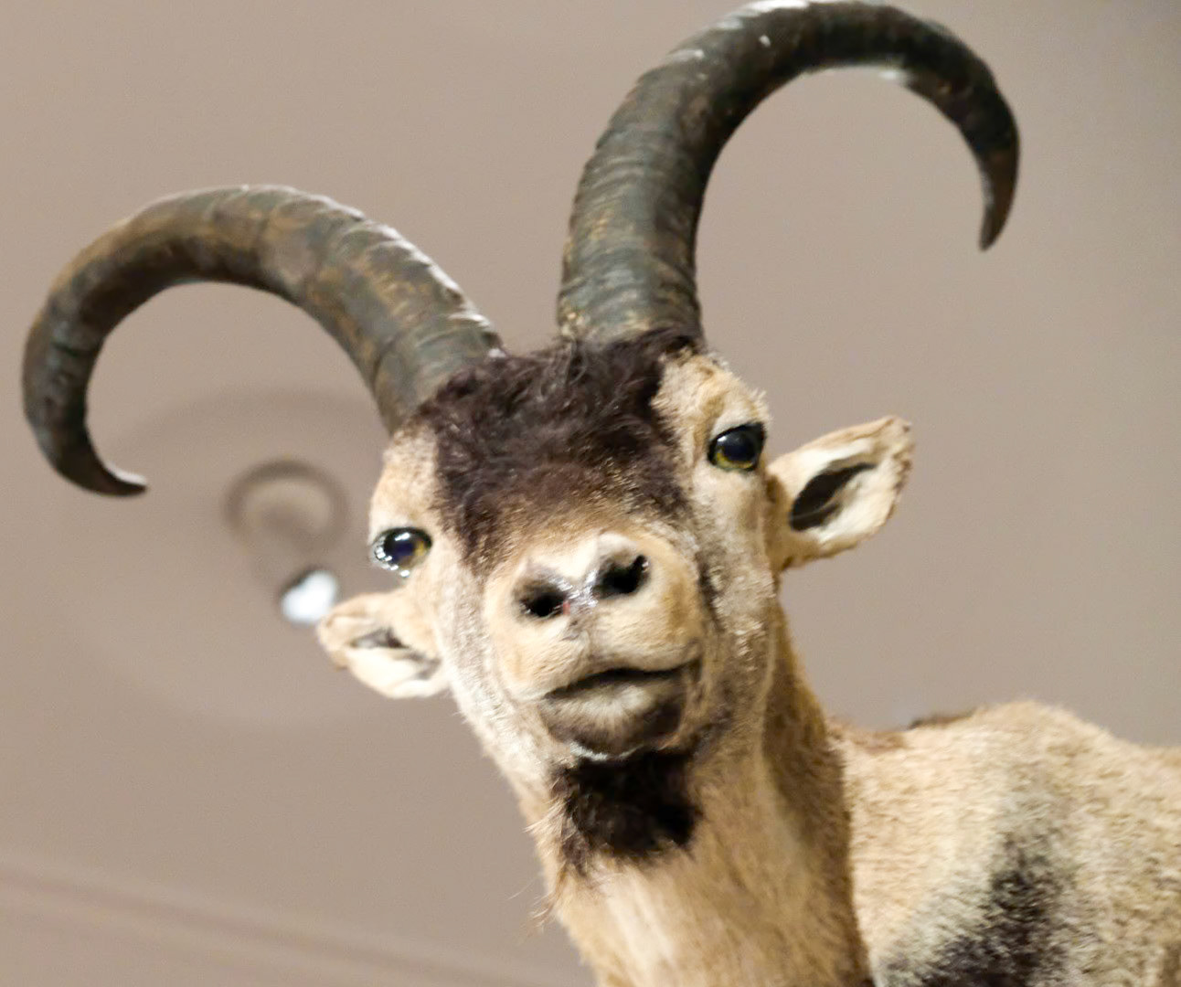 Juan