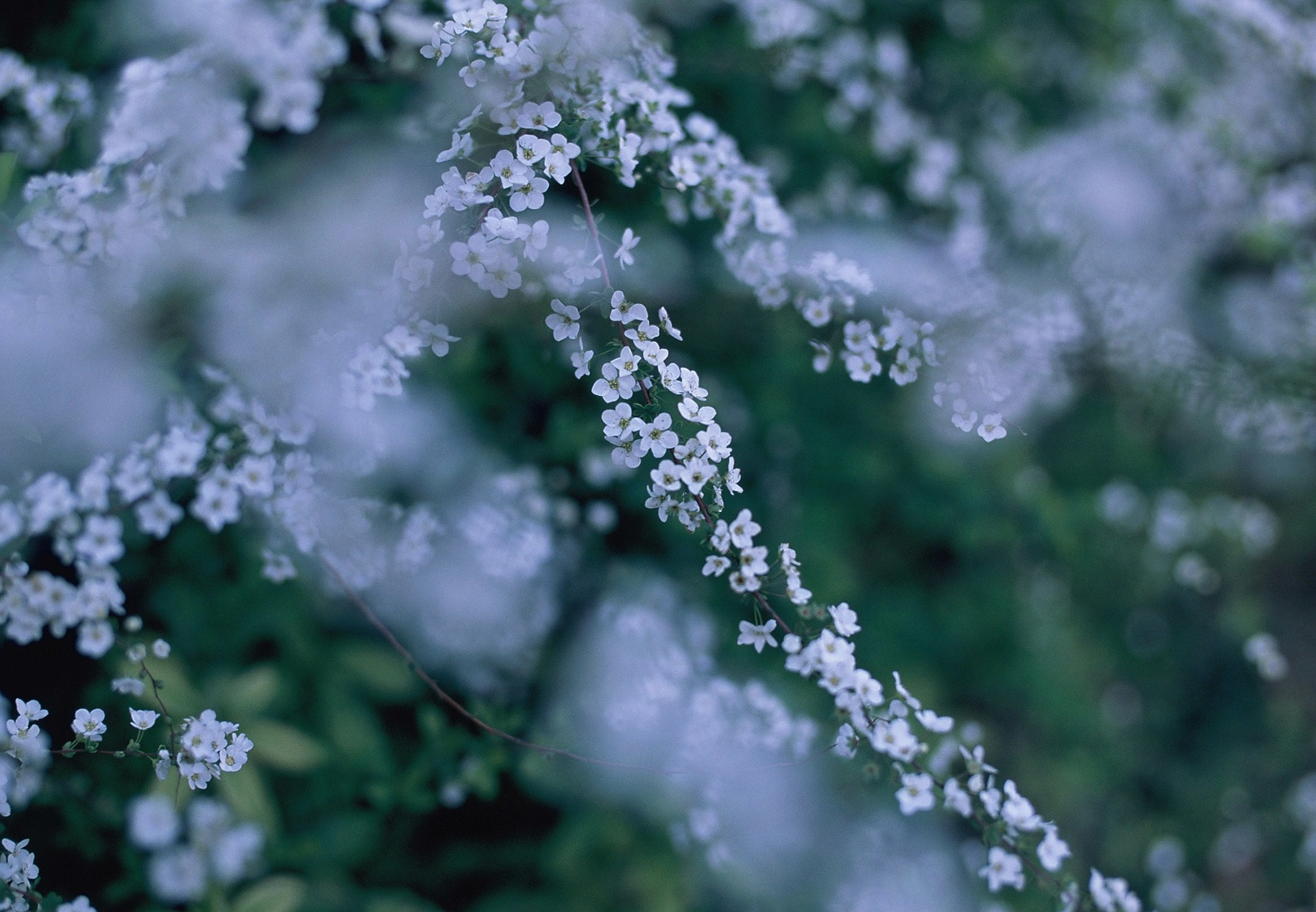 baby's breath spirea