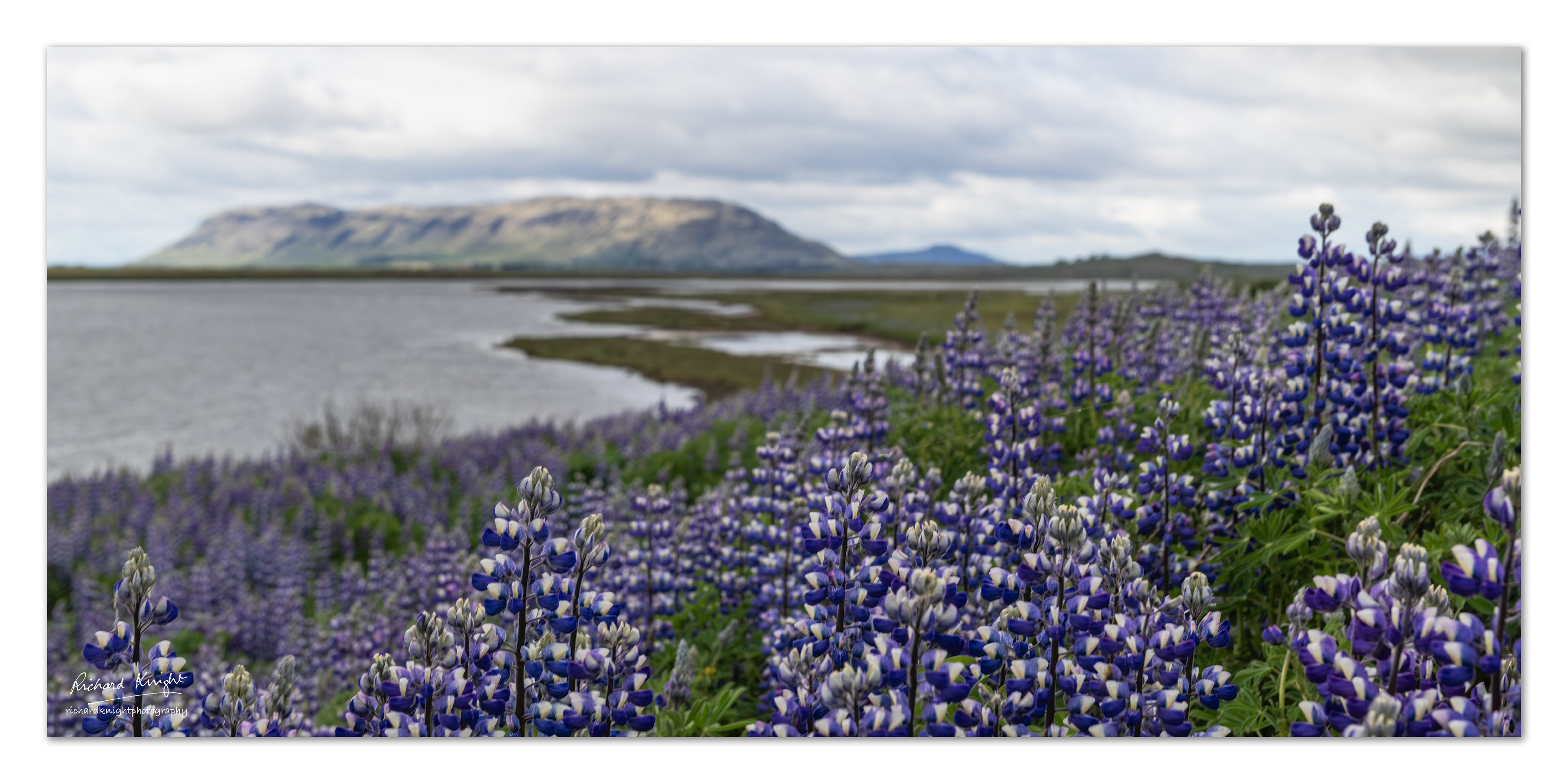 June in the Reykholt area of Southern Iceland