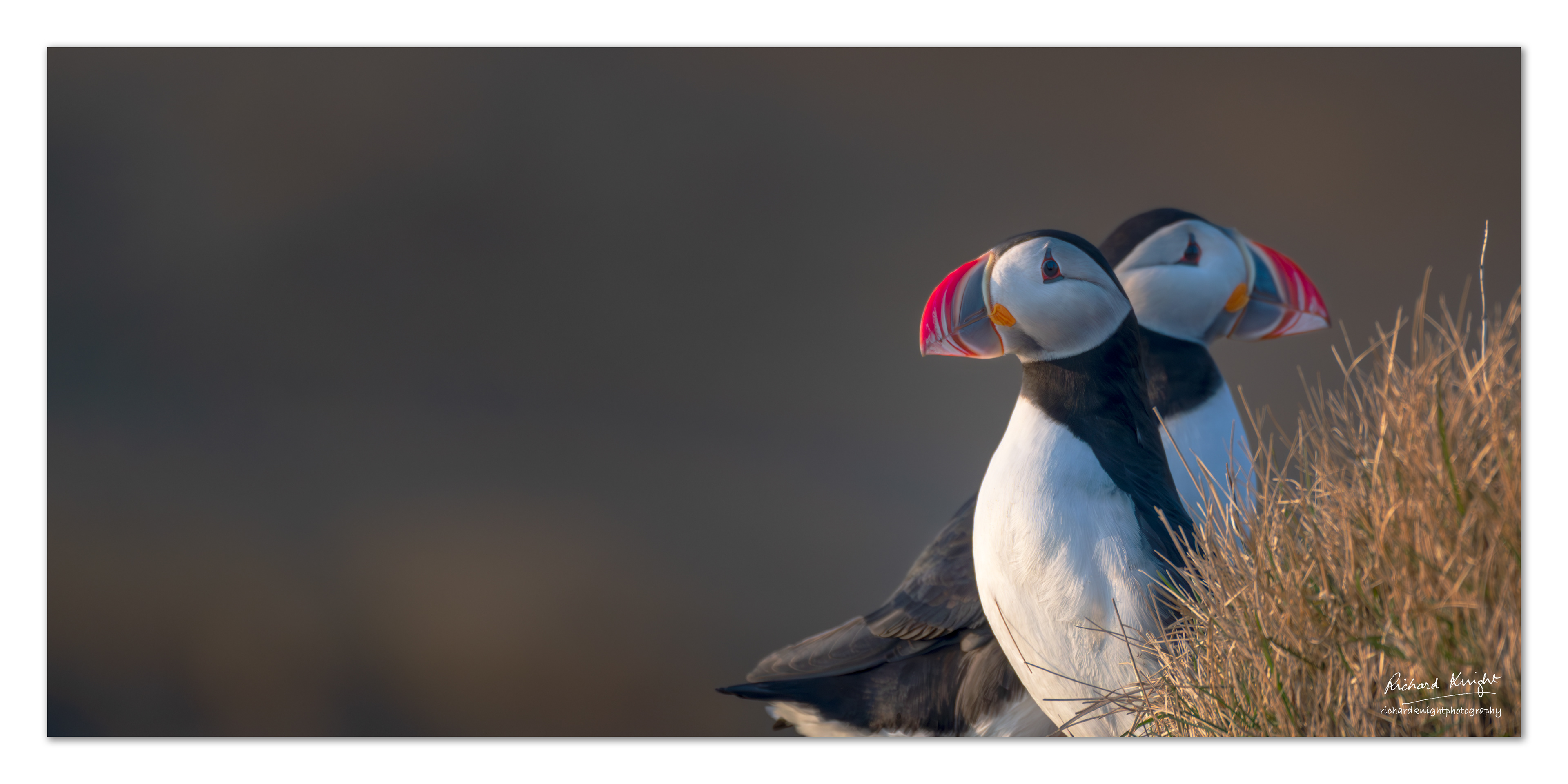 The puffins of Dryholaey