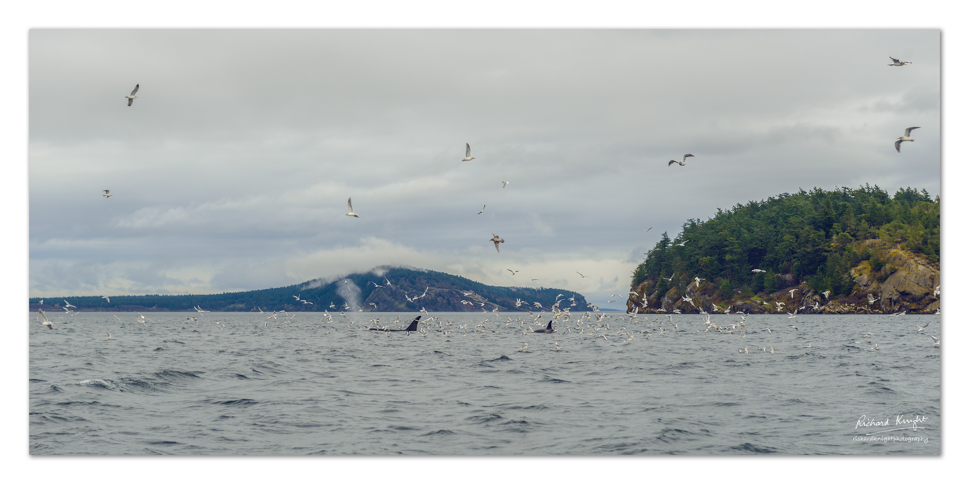 Killer whales and seagulls looking for scraps