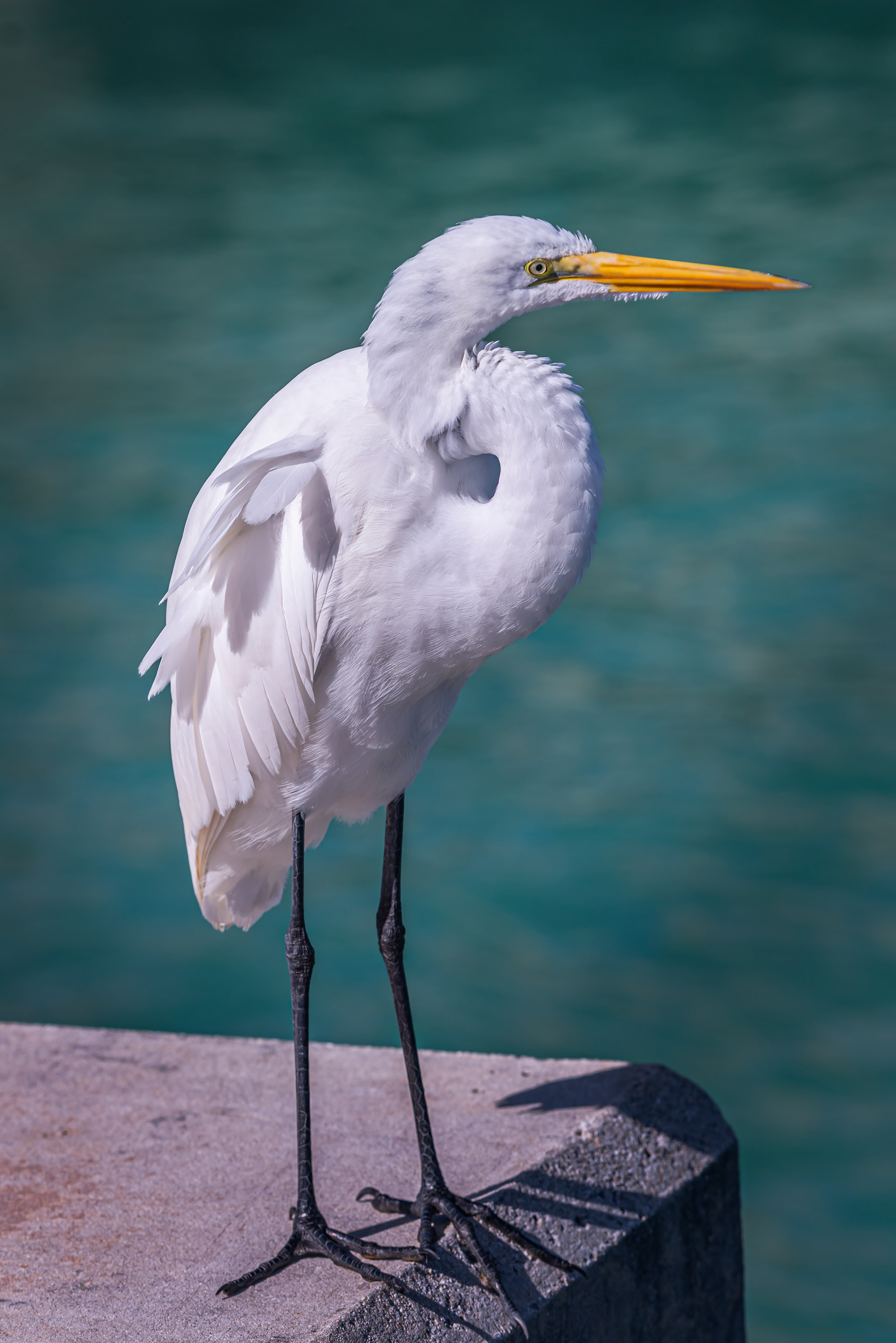 White Egret