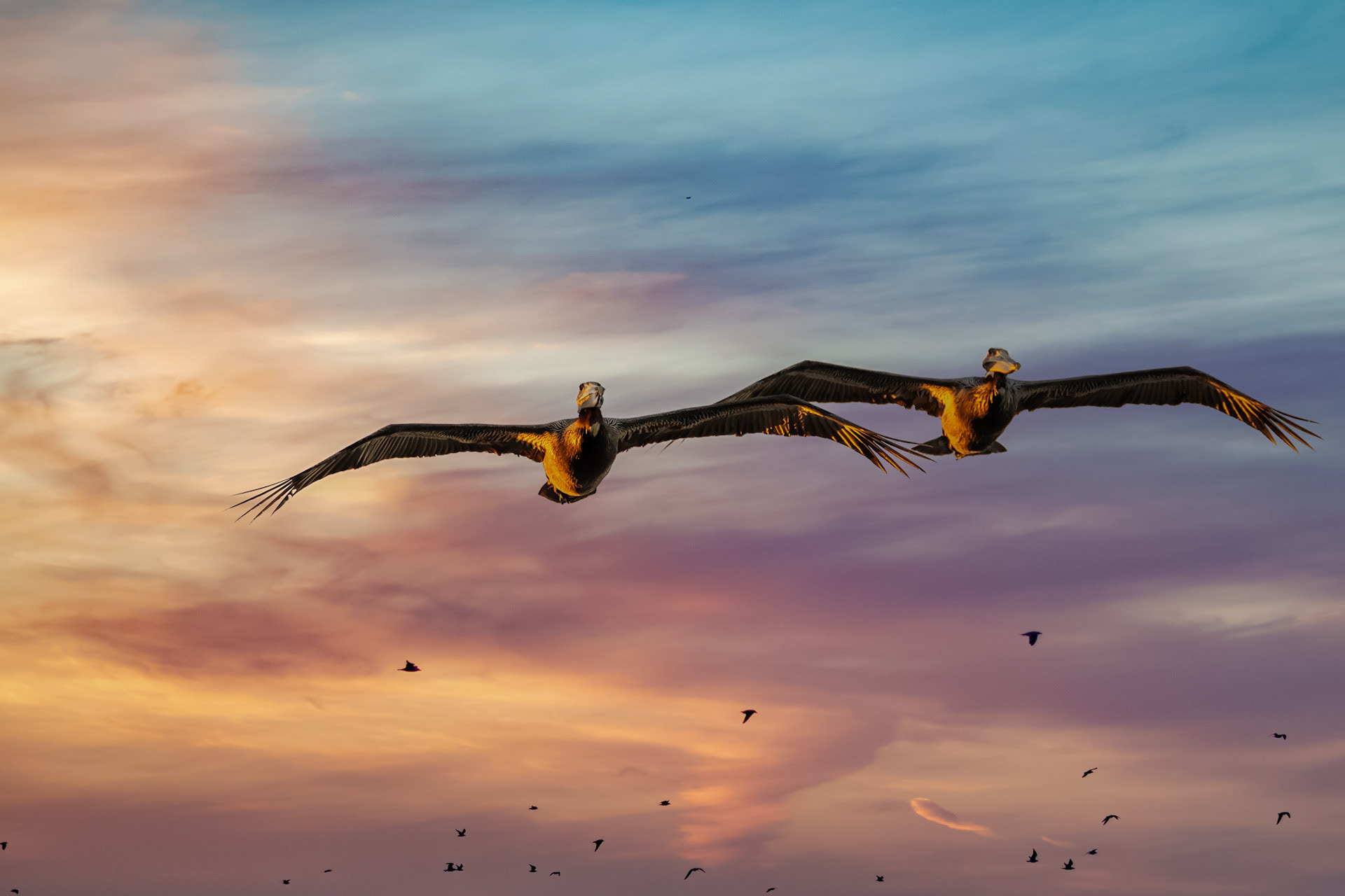 Gliding Pelicans, Vero Beach Florida