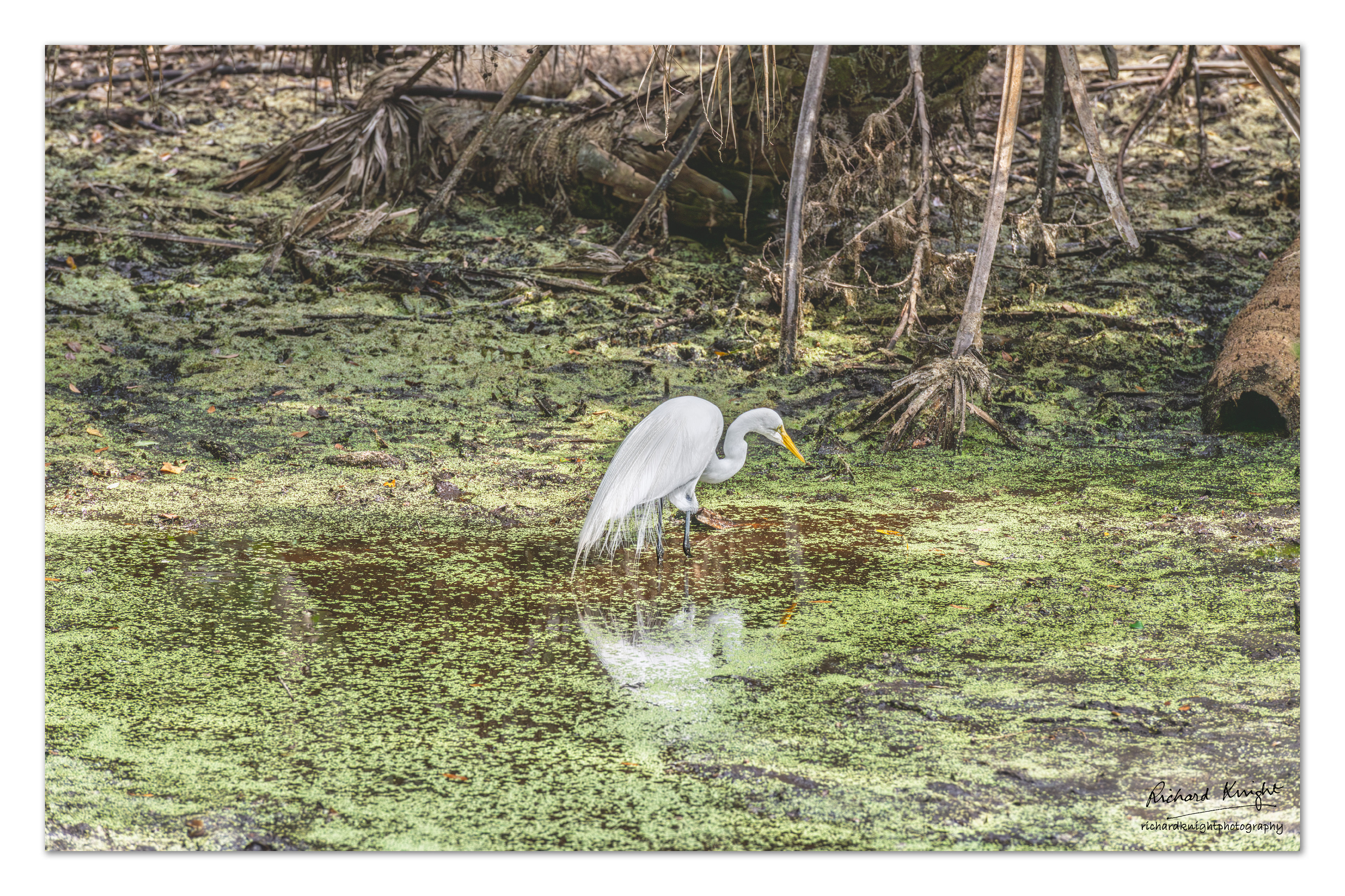 A Great Egret foraging in a brackish pond
